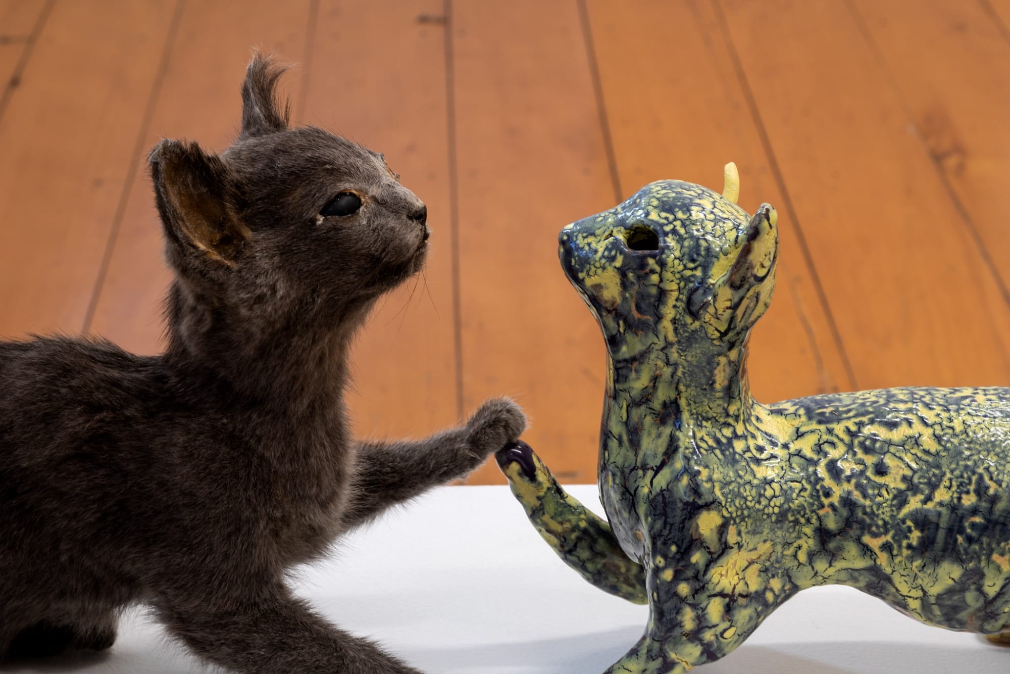 Angela Singer | Zzzoonotic