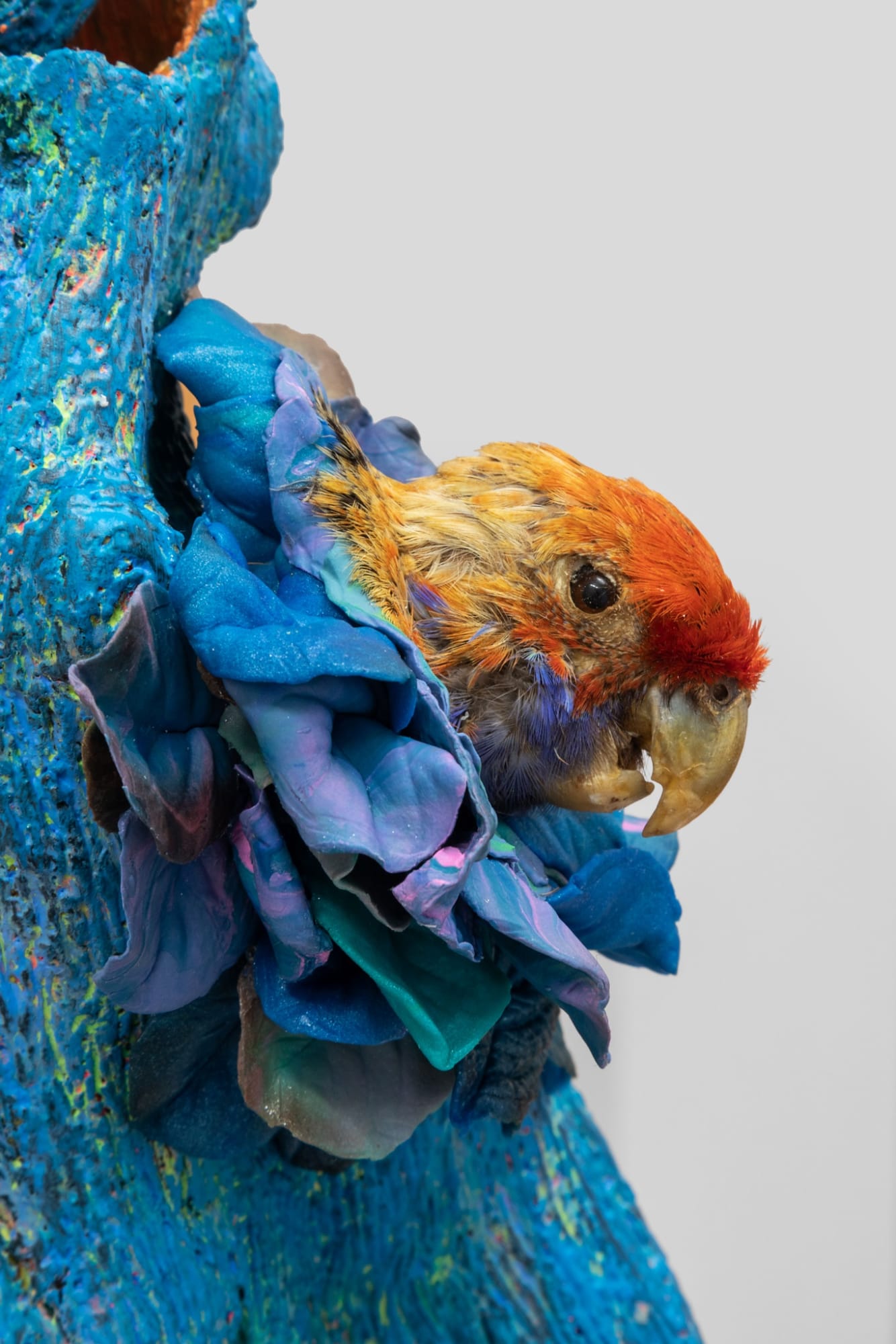 Angela Singer | Zzzoonotic