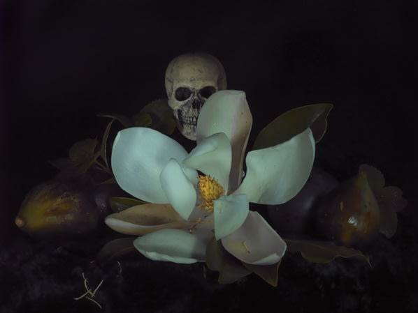 Fiona Pardington | Flora, Fauna