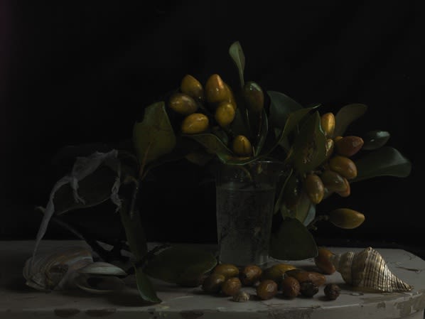 Fiona Pardington | Flora, Fauna