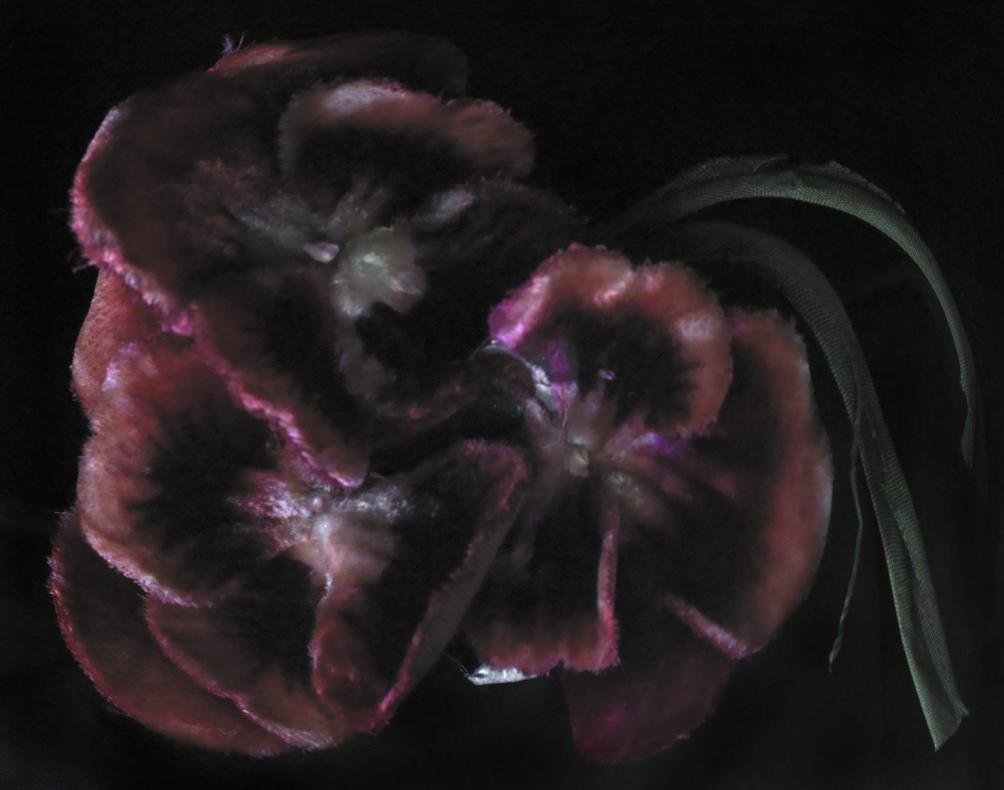 Fiona Pardington | Immortally Yours
