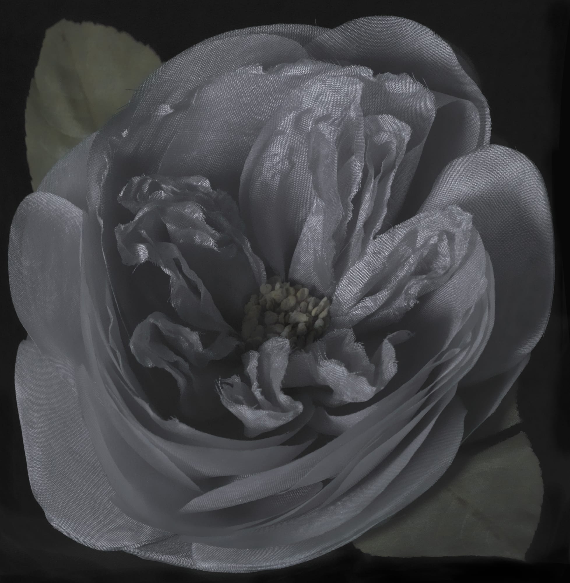Fiona Pardington | Immortally Yours