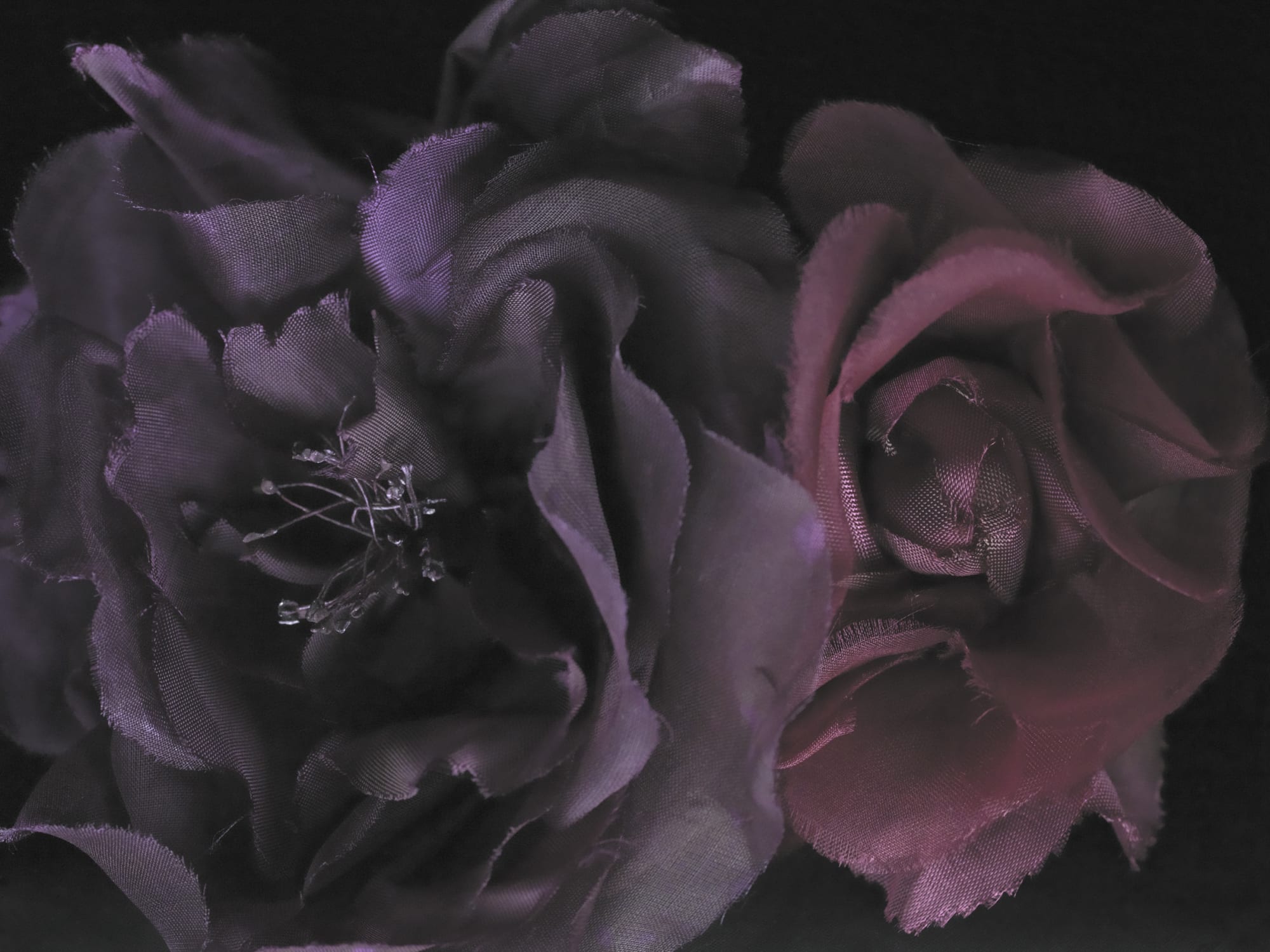 Fiona Pardington | Immortally Yours