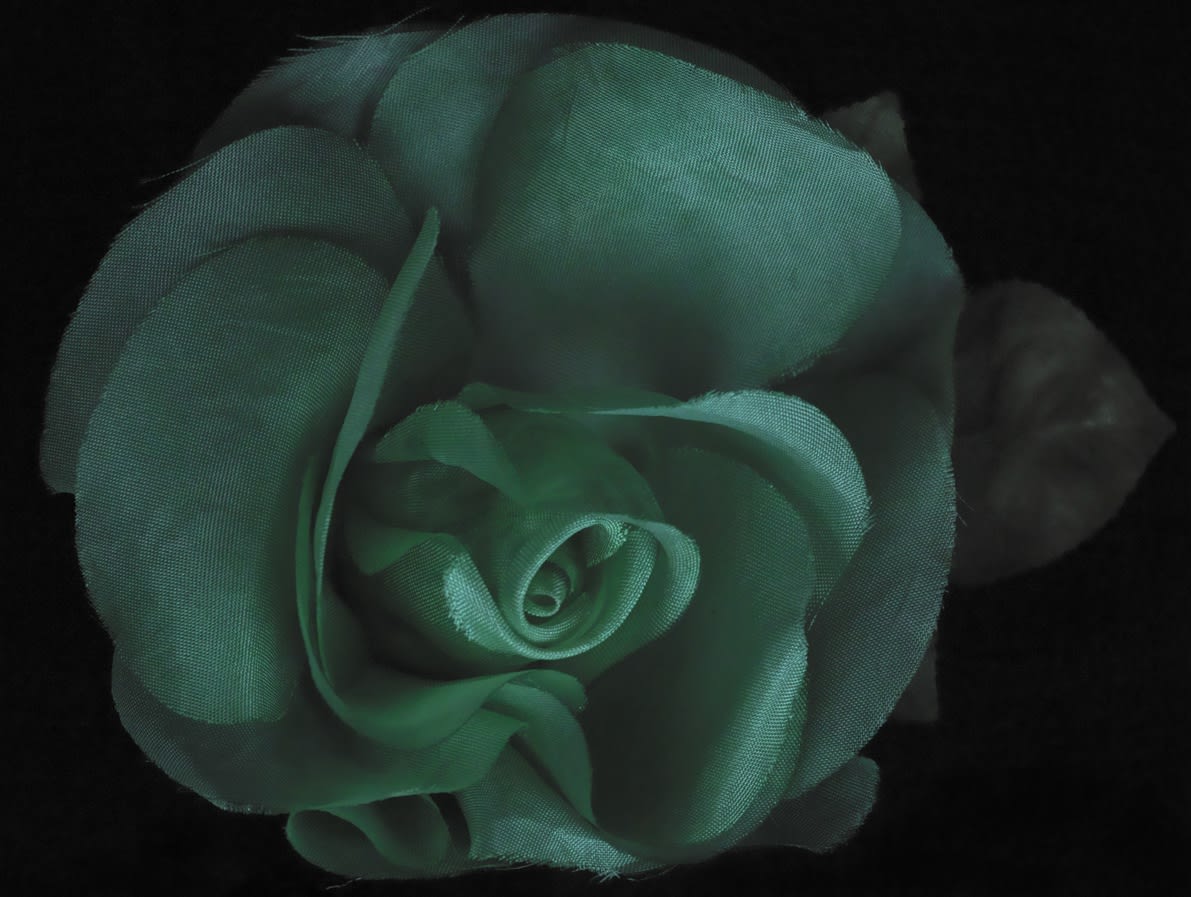 Fiona Pardington | Immortally Yours