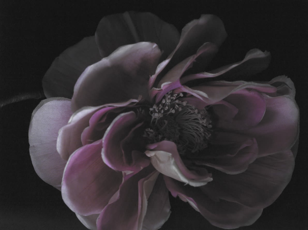 Fiona Pardington | Immortally Yours
