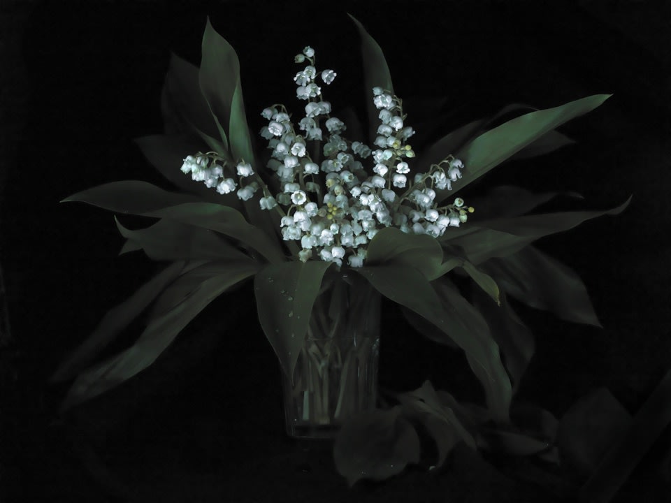 Fiona Pardington | Immortally Yours