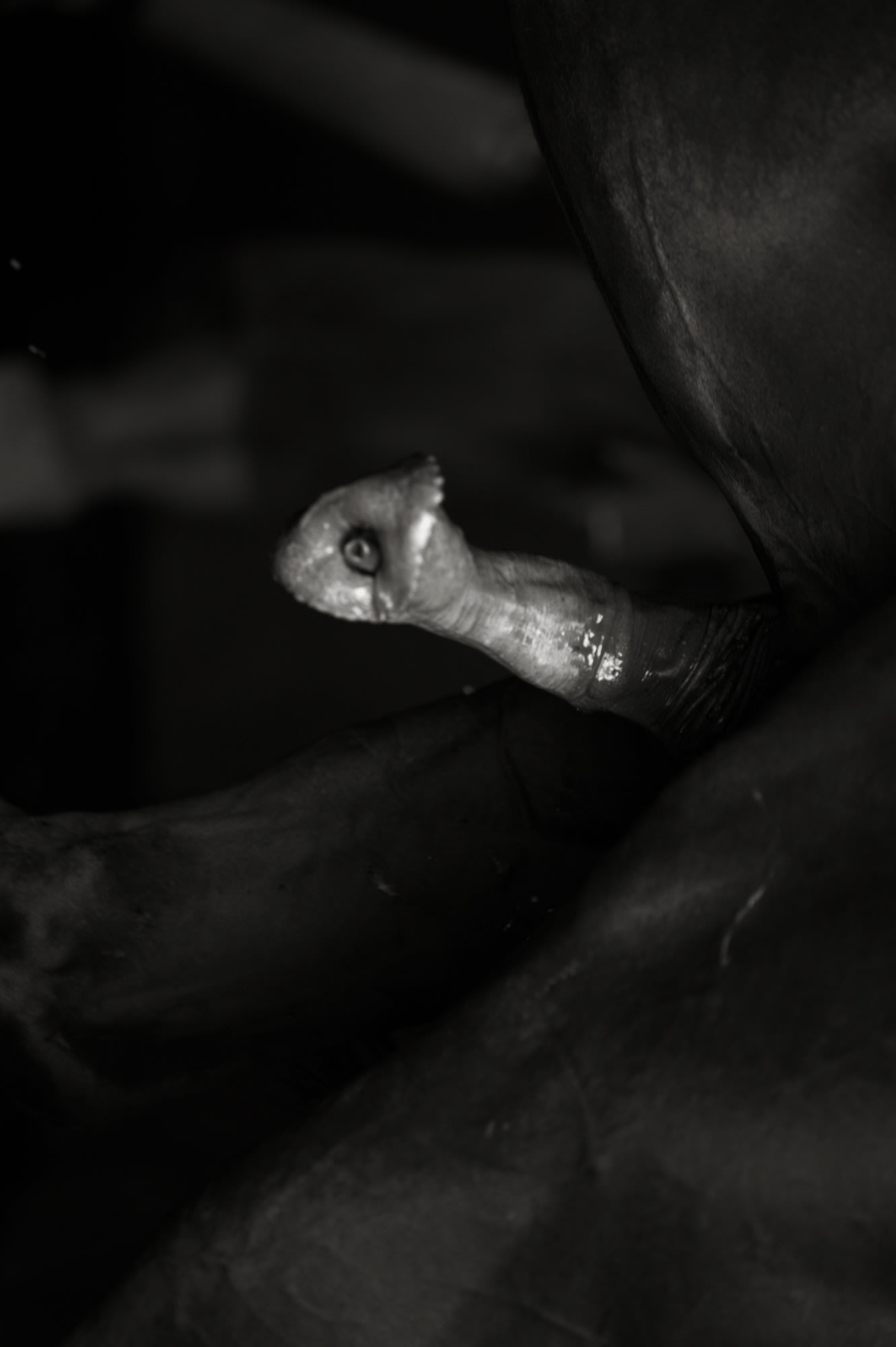 Bruce Connew | Body of Work