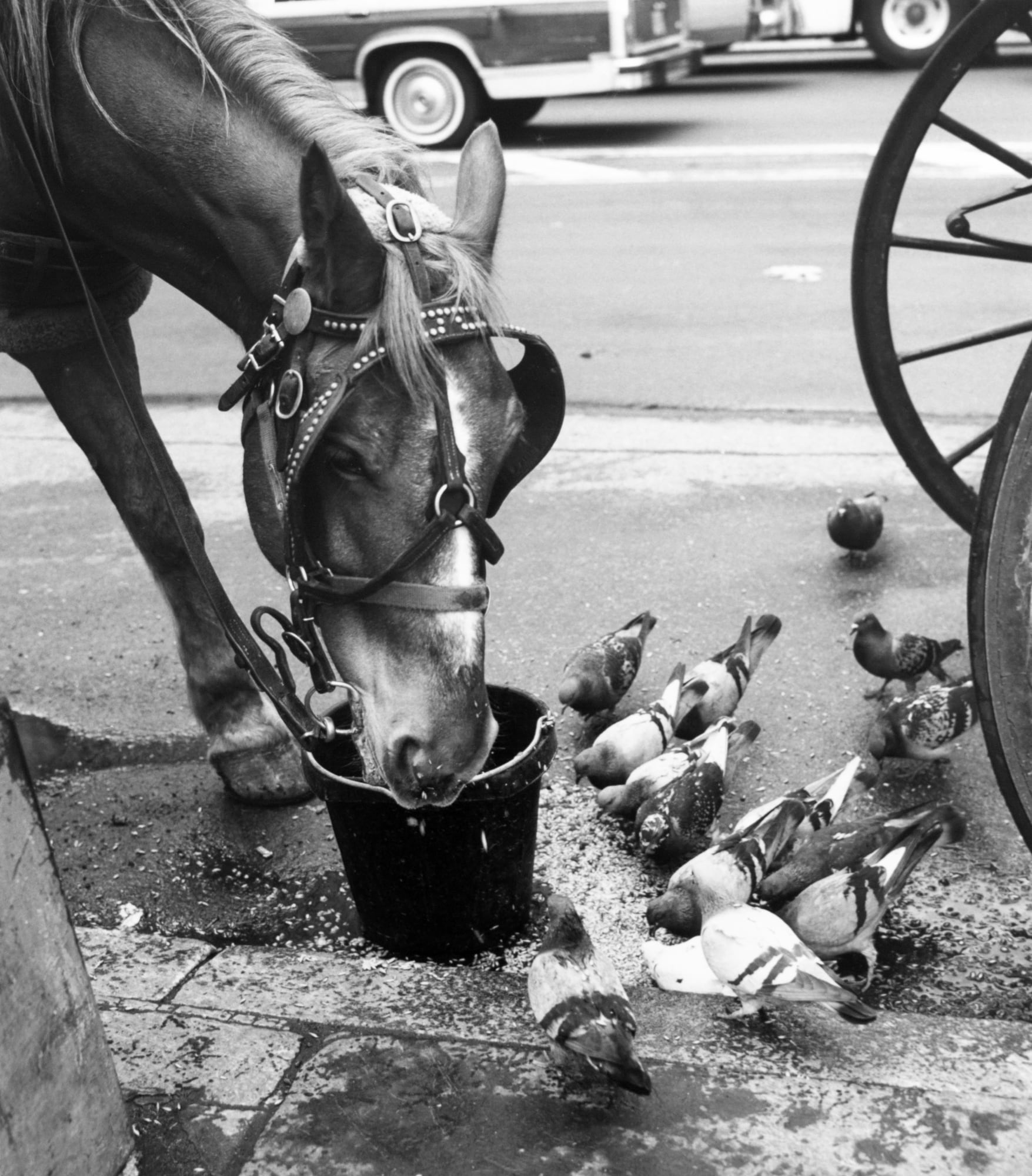 Ans Westra New York City, 1987 Framed silver gelatin print 290 x 254 mm ______
