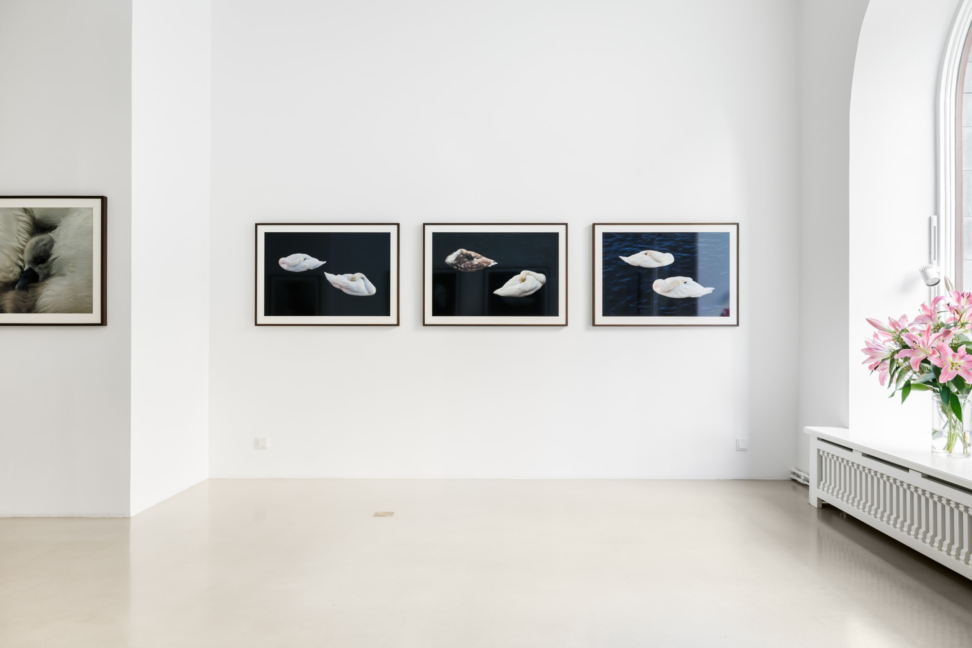 Swans - Visions of light and darkness