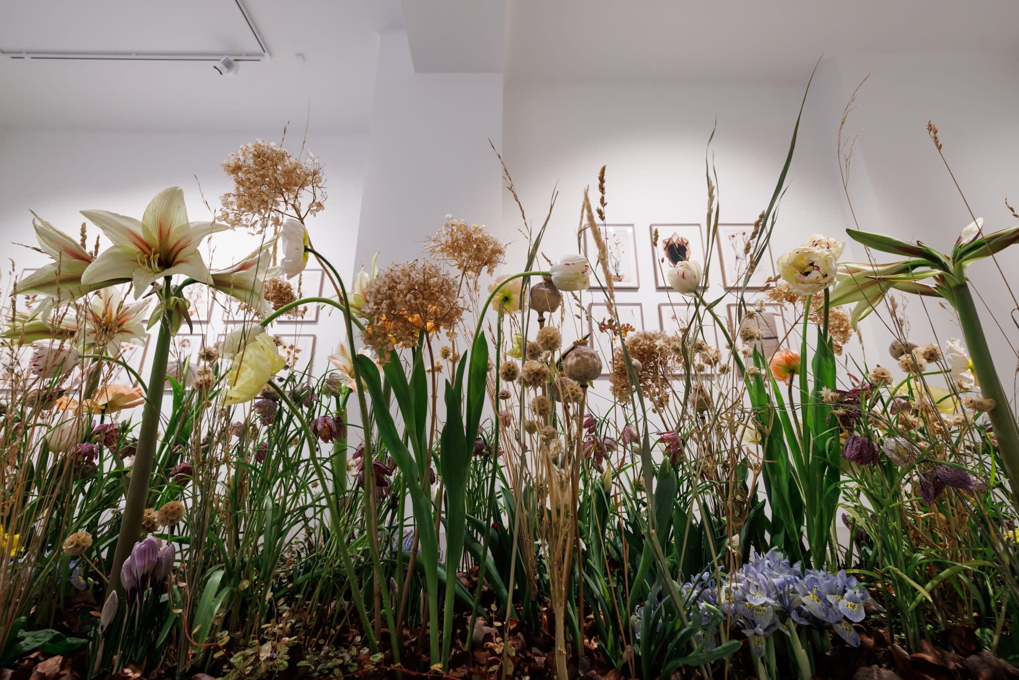 A Linnean collection