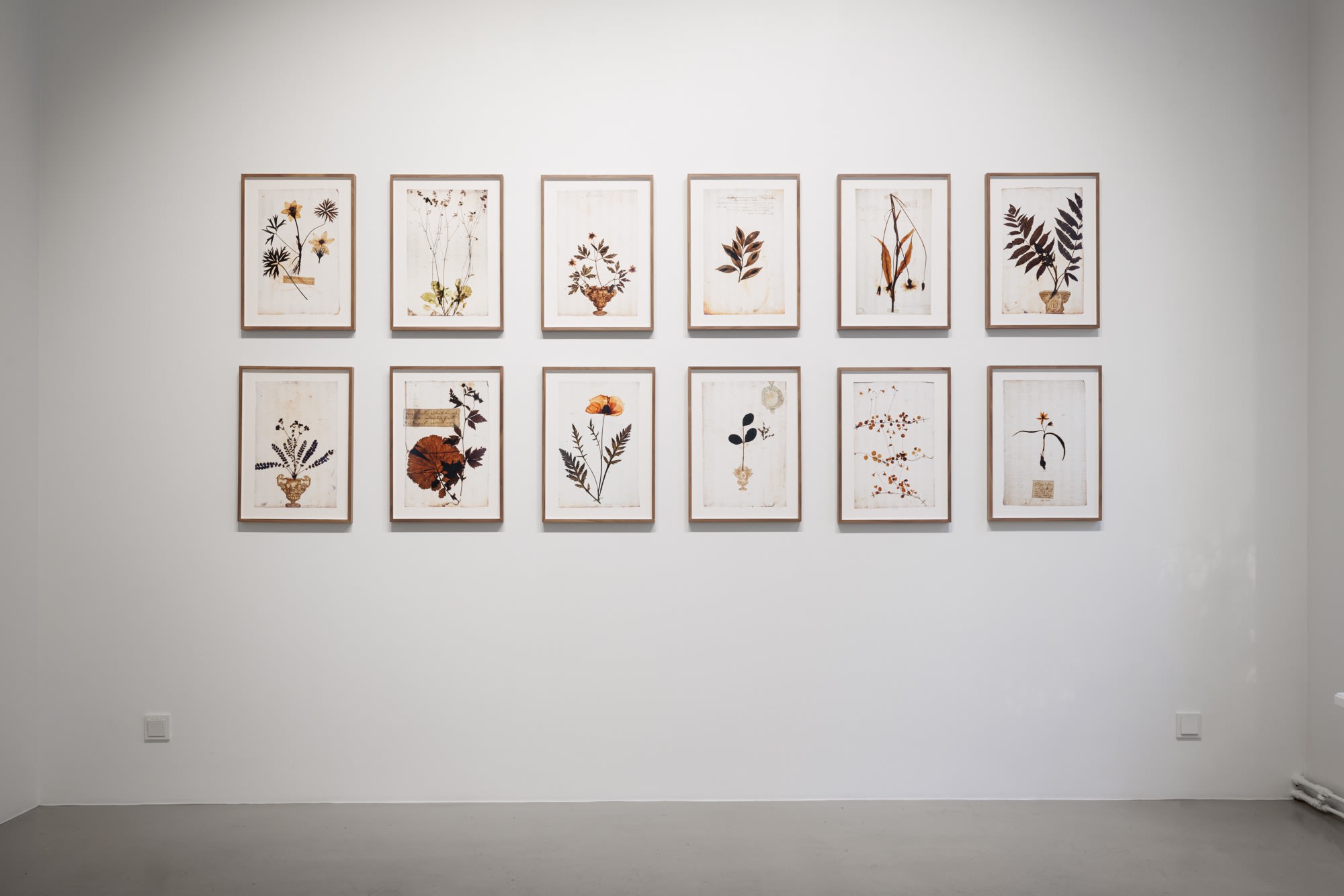 A Linnean collection