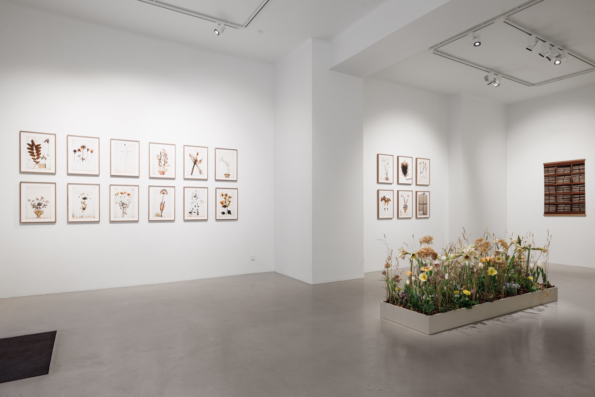 A Linnean collection