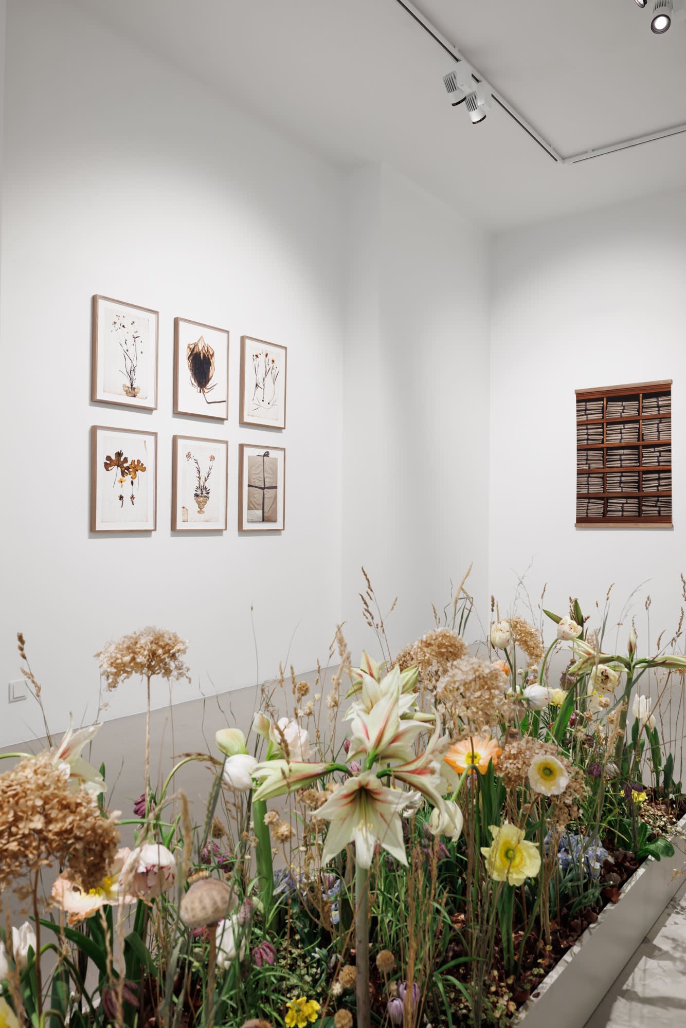 A Linnean collection