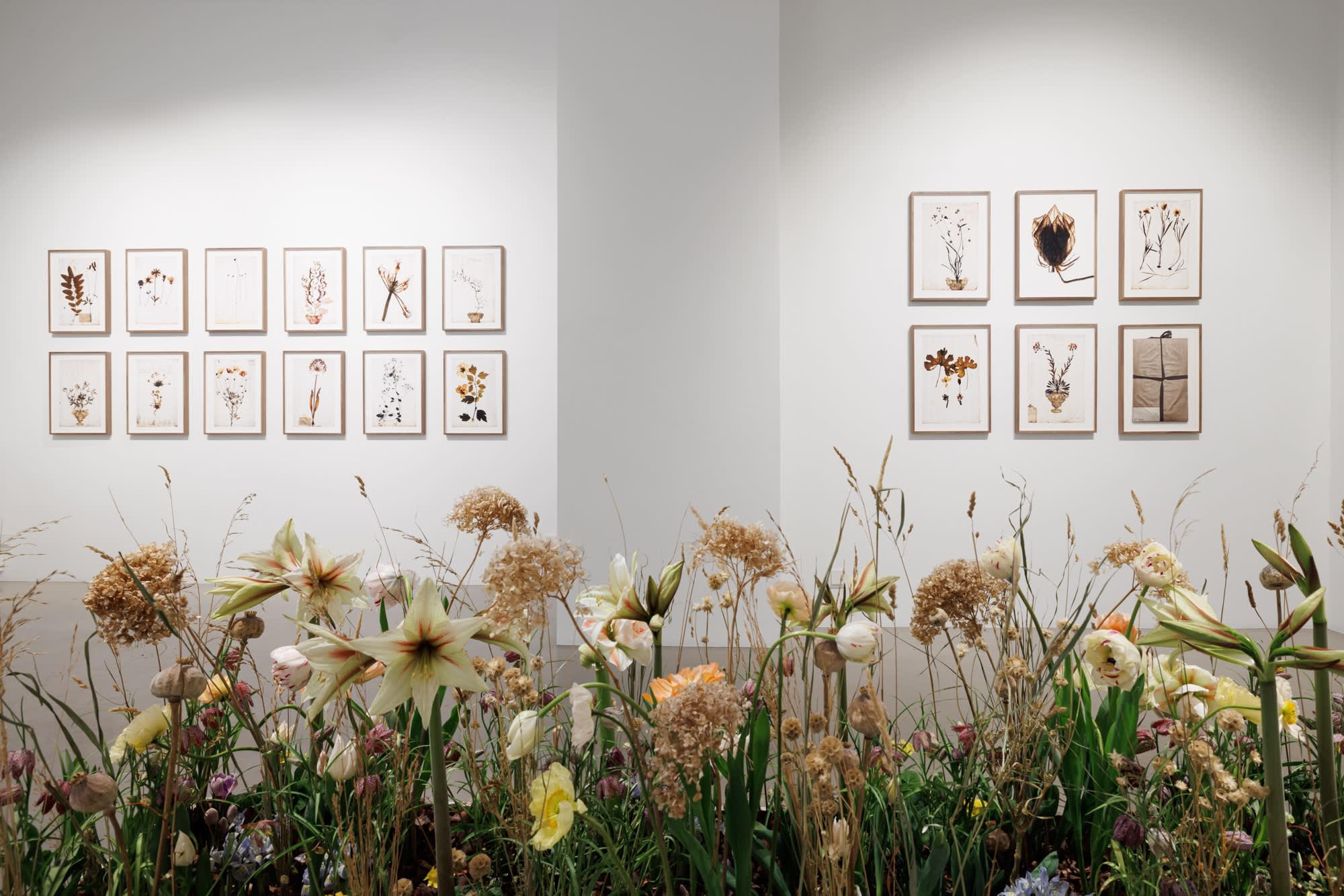 A Linnean collection