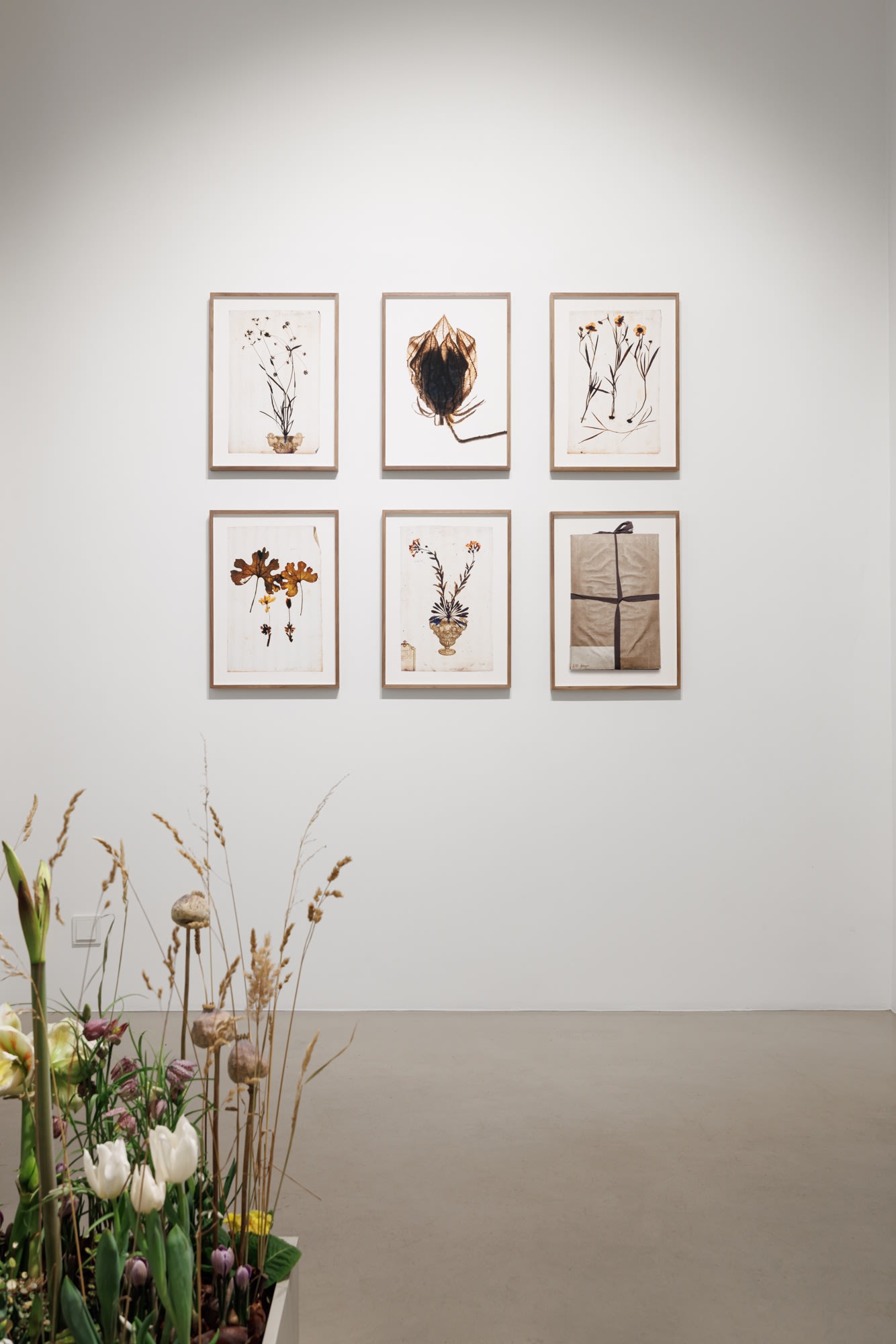 A Linnean collection