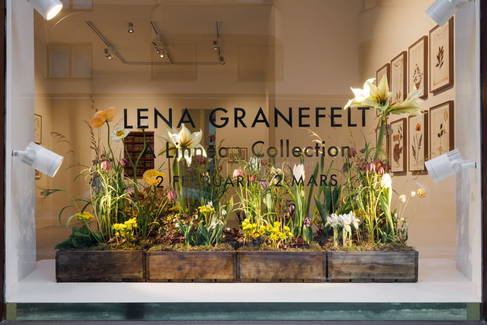 A Linnean collection