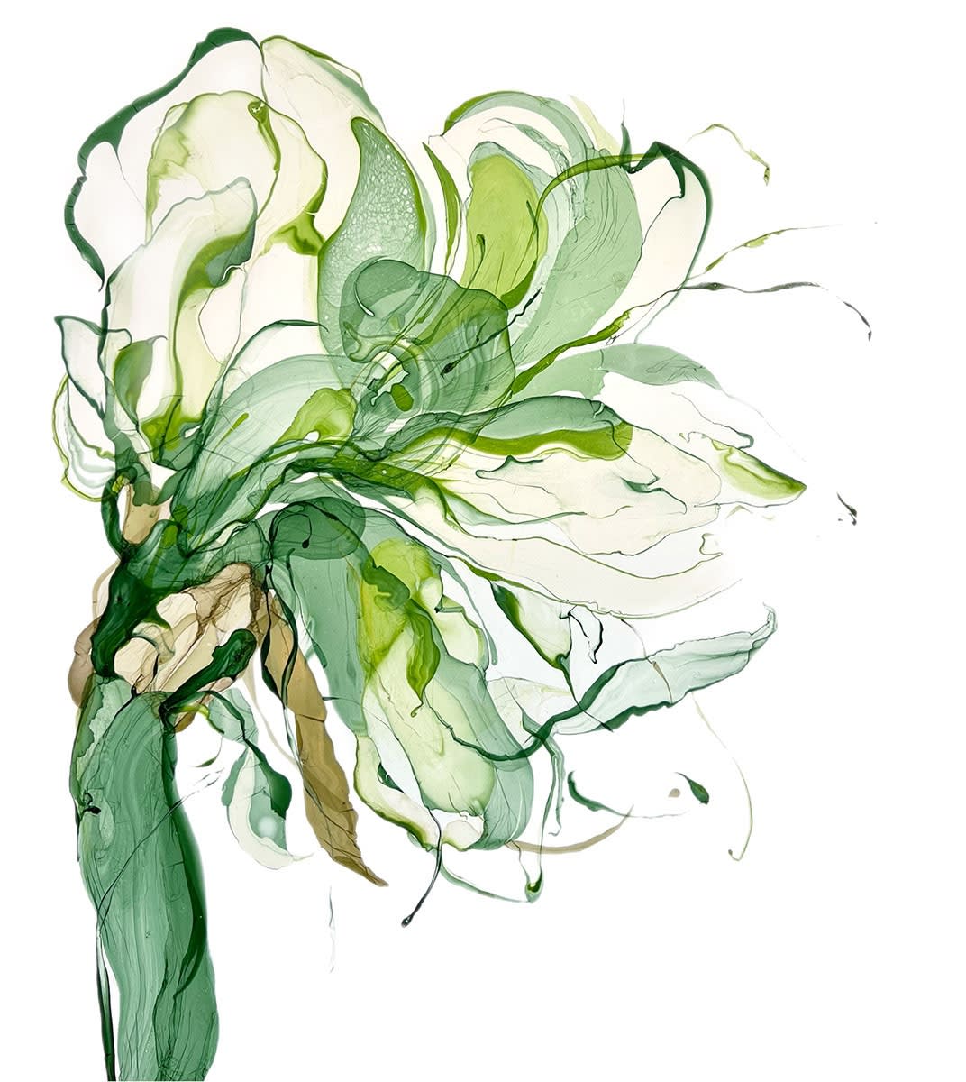 Marianna Bettini, Green Amaryllis, 2024