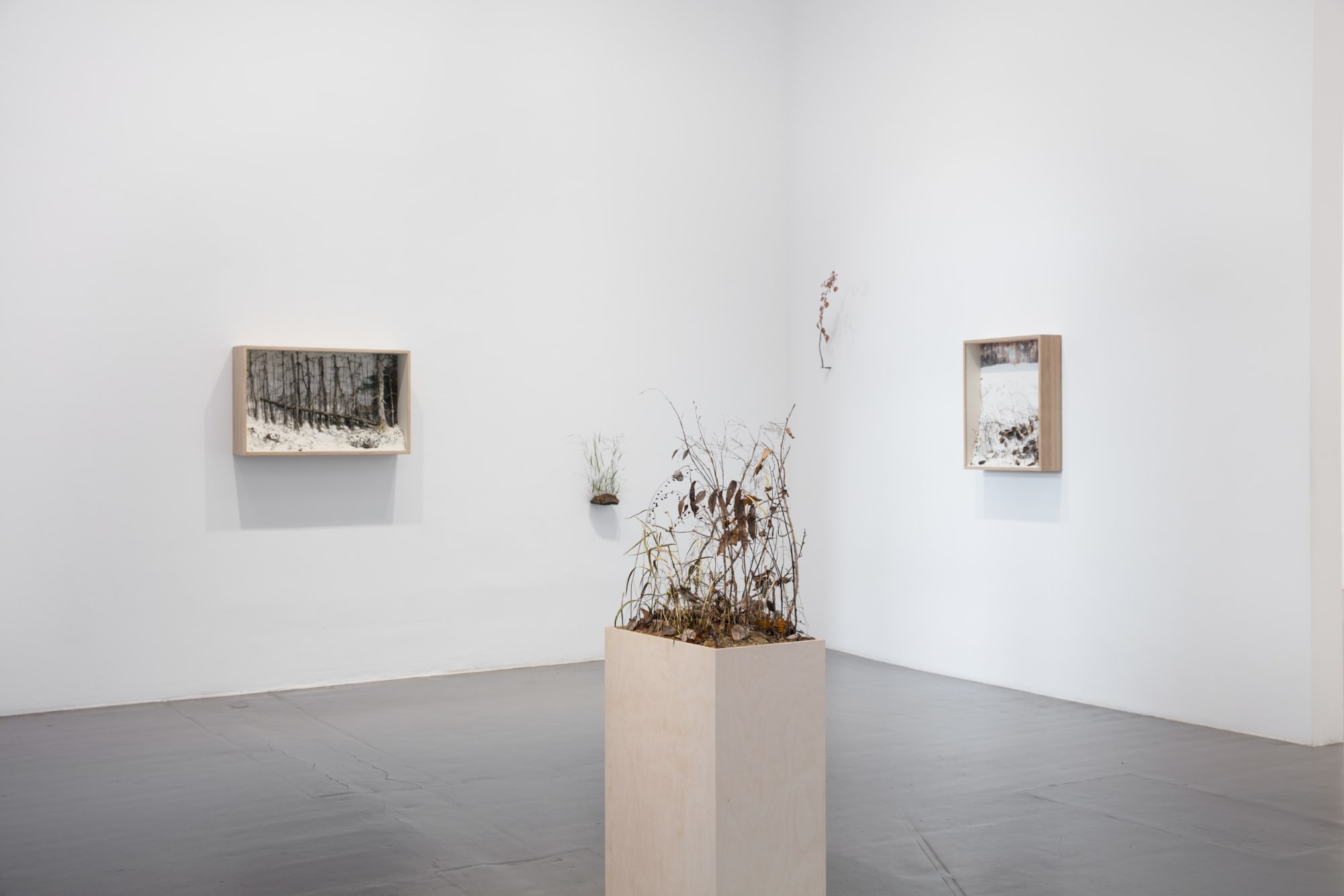 Johanna Karlsson | Naturens anatomi / Anatomy of Nature