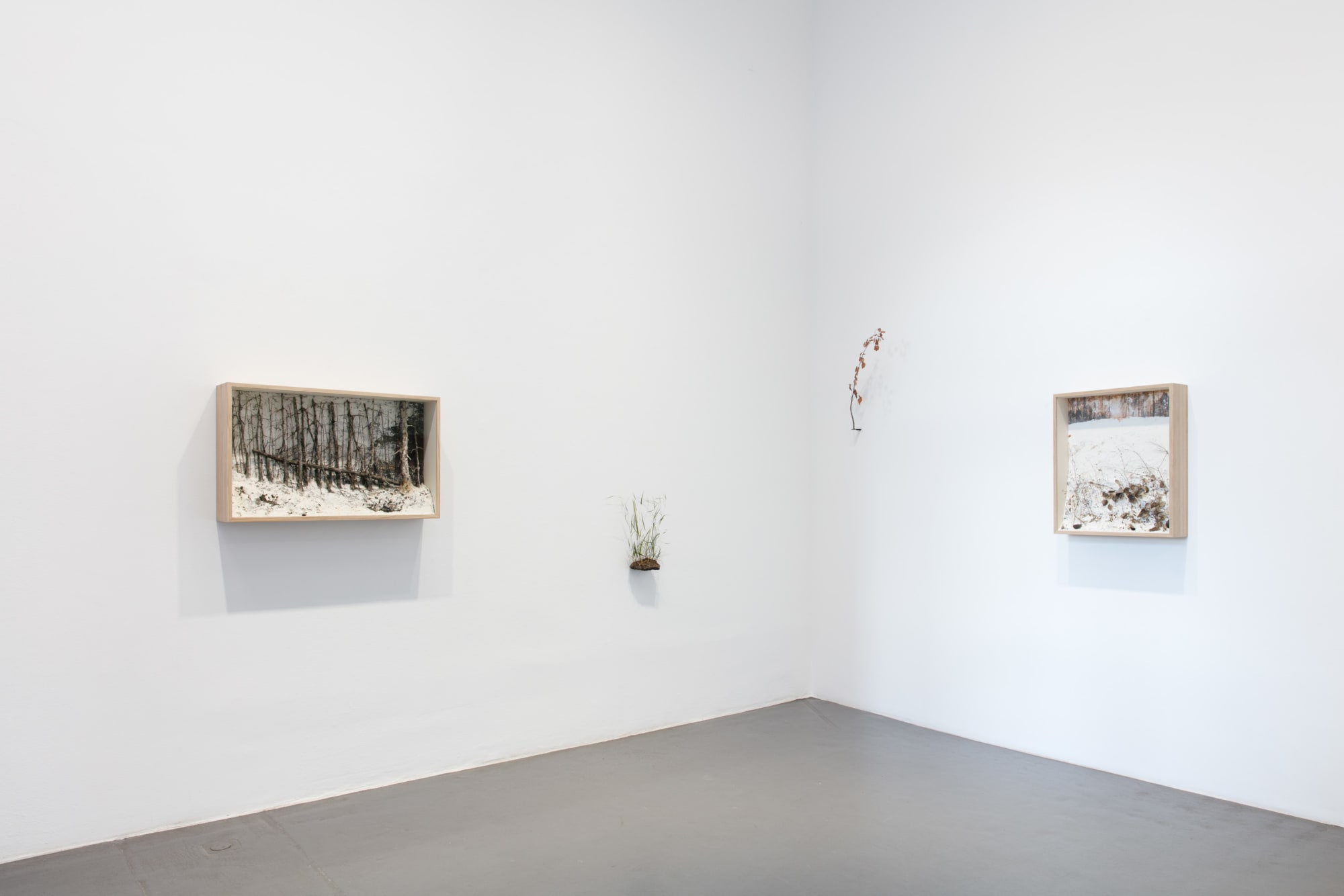 Johanna Karlsson | Naturens anatomi / Anatomy of Nature