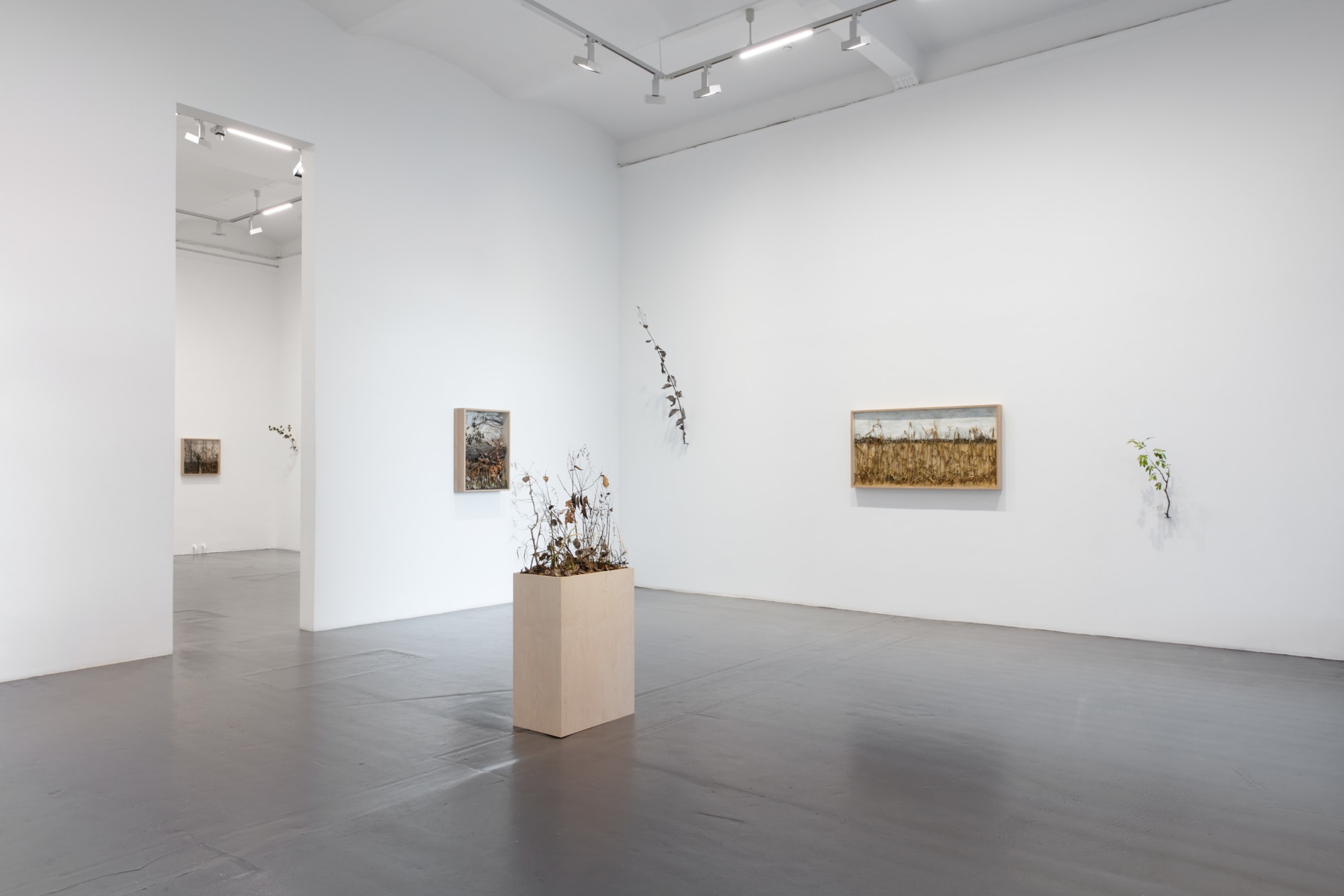 Johanna Karlsson | Naturens anatomi / Anatomy of Nature