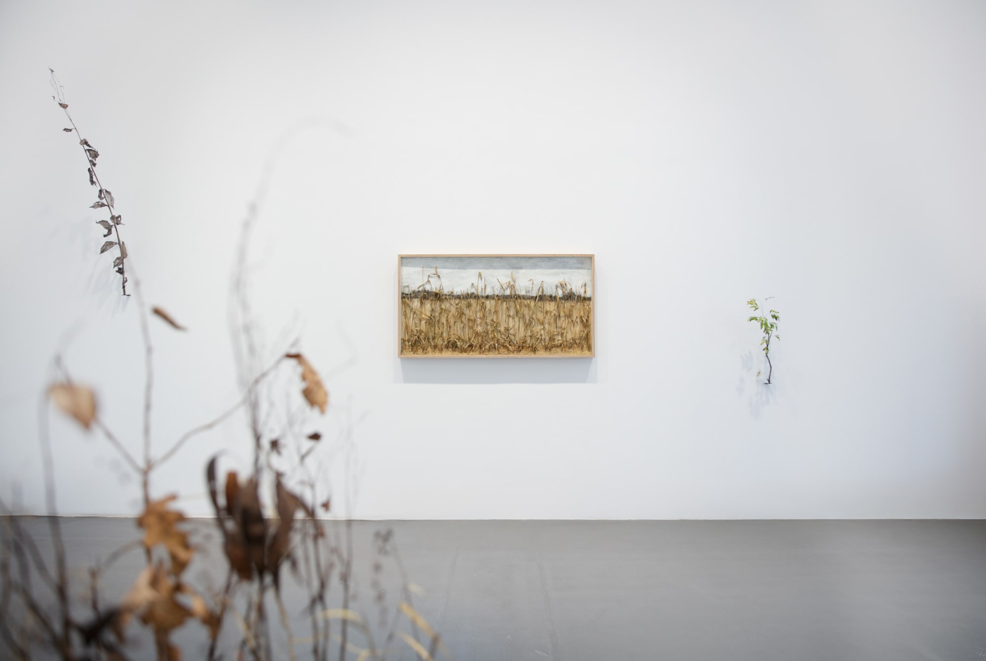 Johanna Karlsson | Naturens anatomi / Anatomy of Nature