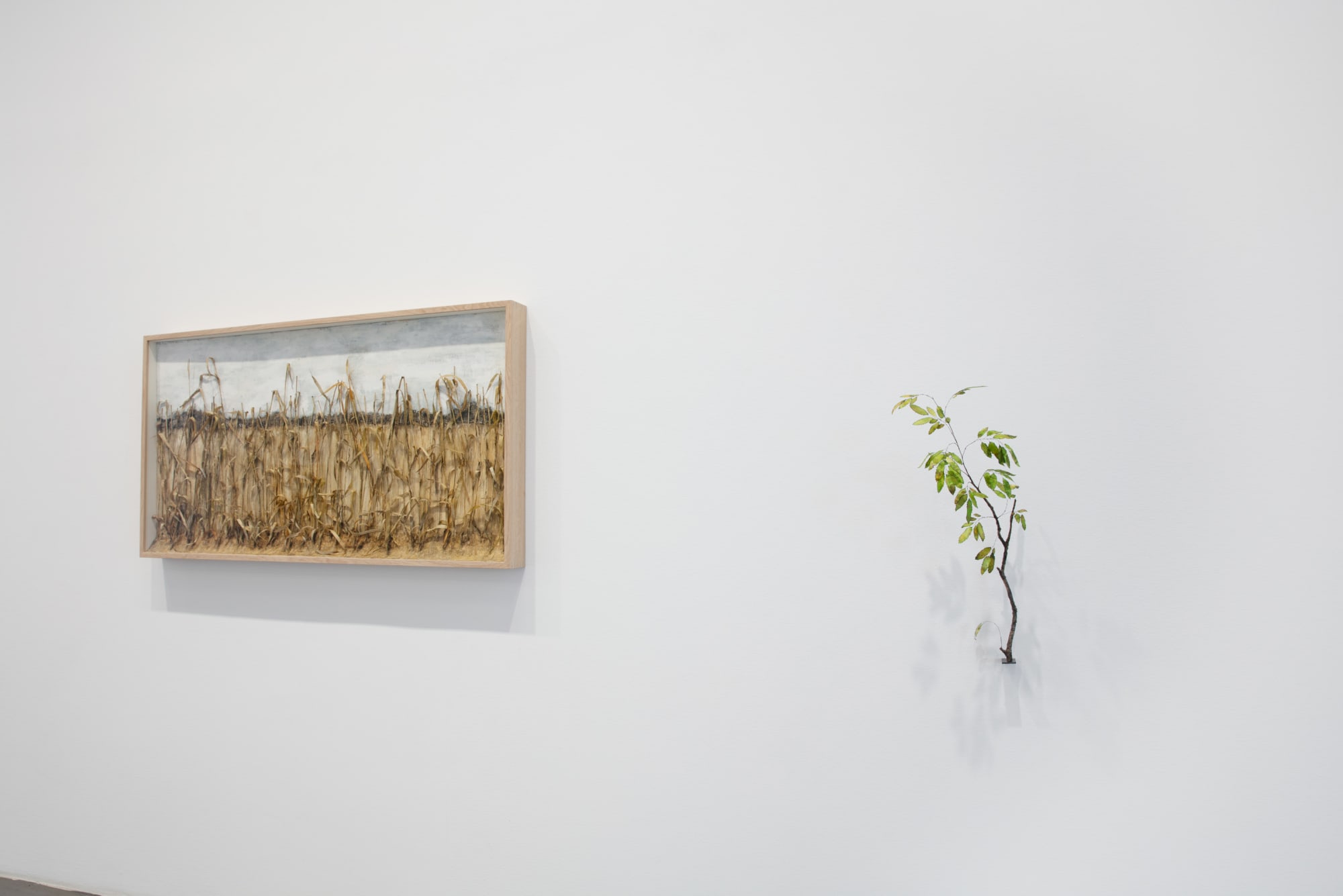 Johanna Karlsson | Naturens anatomi / Anatomy of Nature