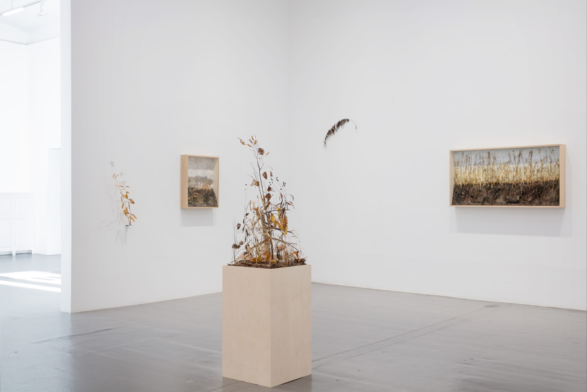 Johanna Karlsson | Naturens anatomi / Anatomy of Nature