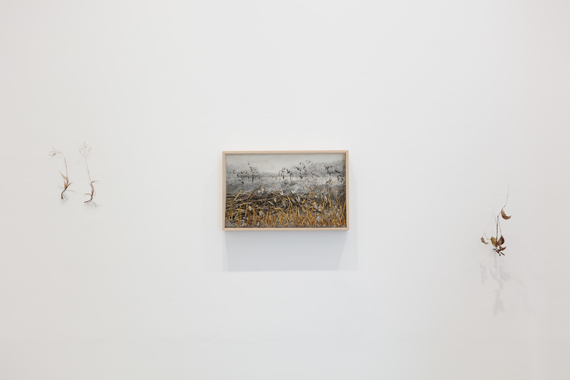 Johanna Karlsson | Naturens anatomi / Anatomy of Nature