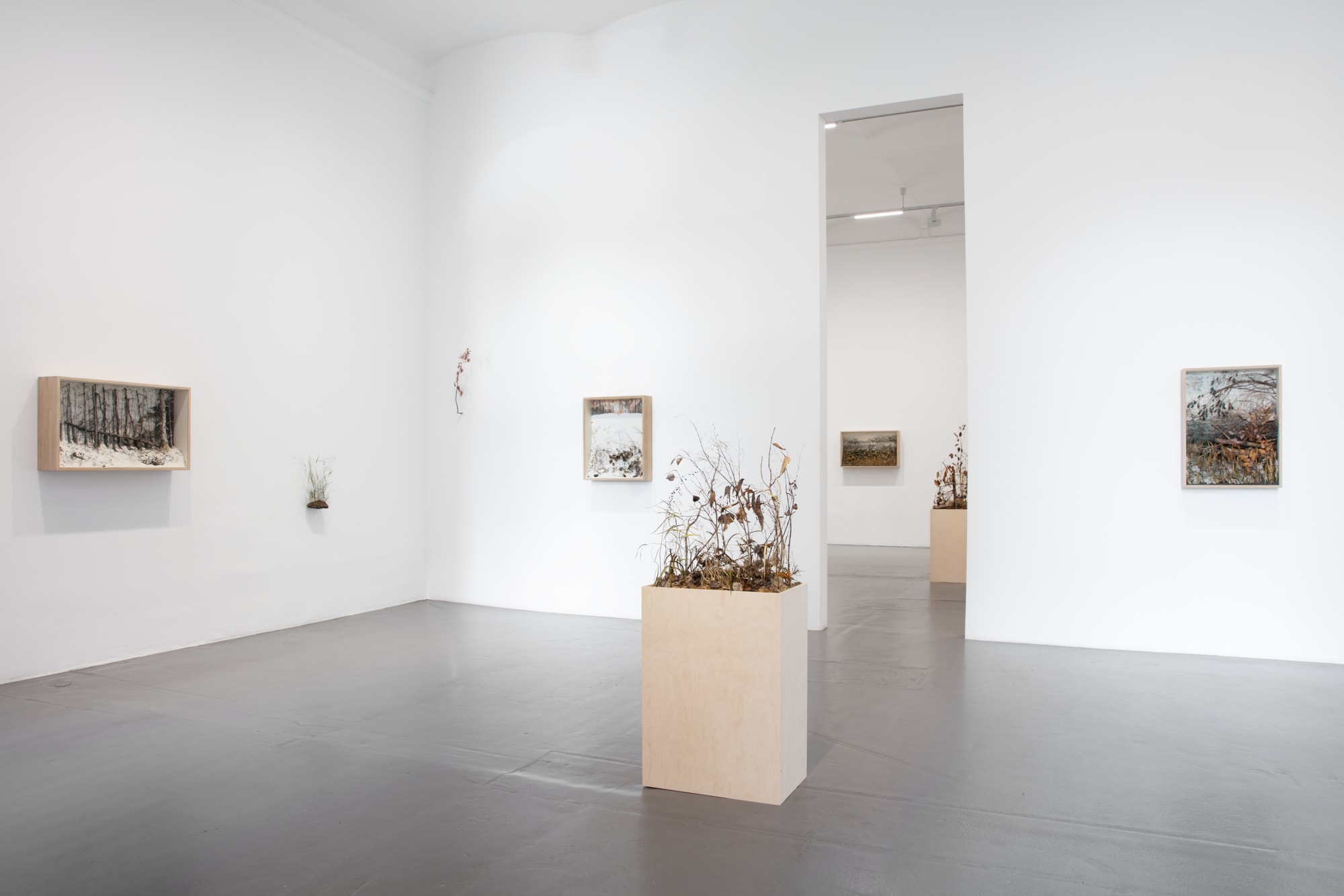 Johanna Karlsson | Naturens anatomi / Anatomy of Nature