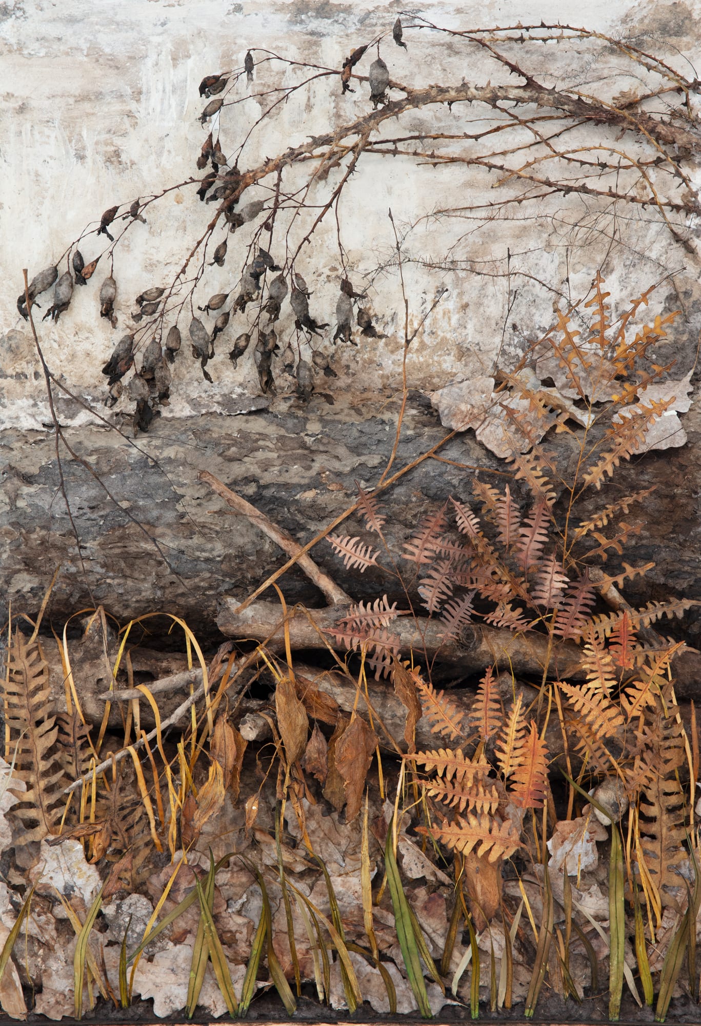 Johanna Karlsson | Naturens anatomi / Anatomy of Nature