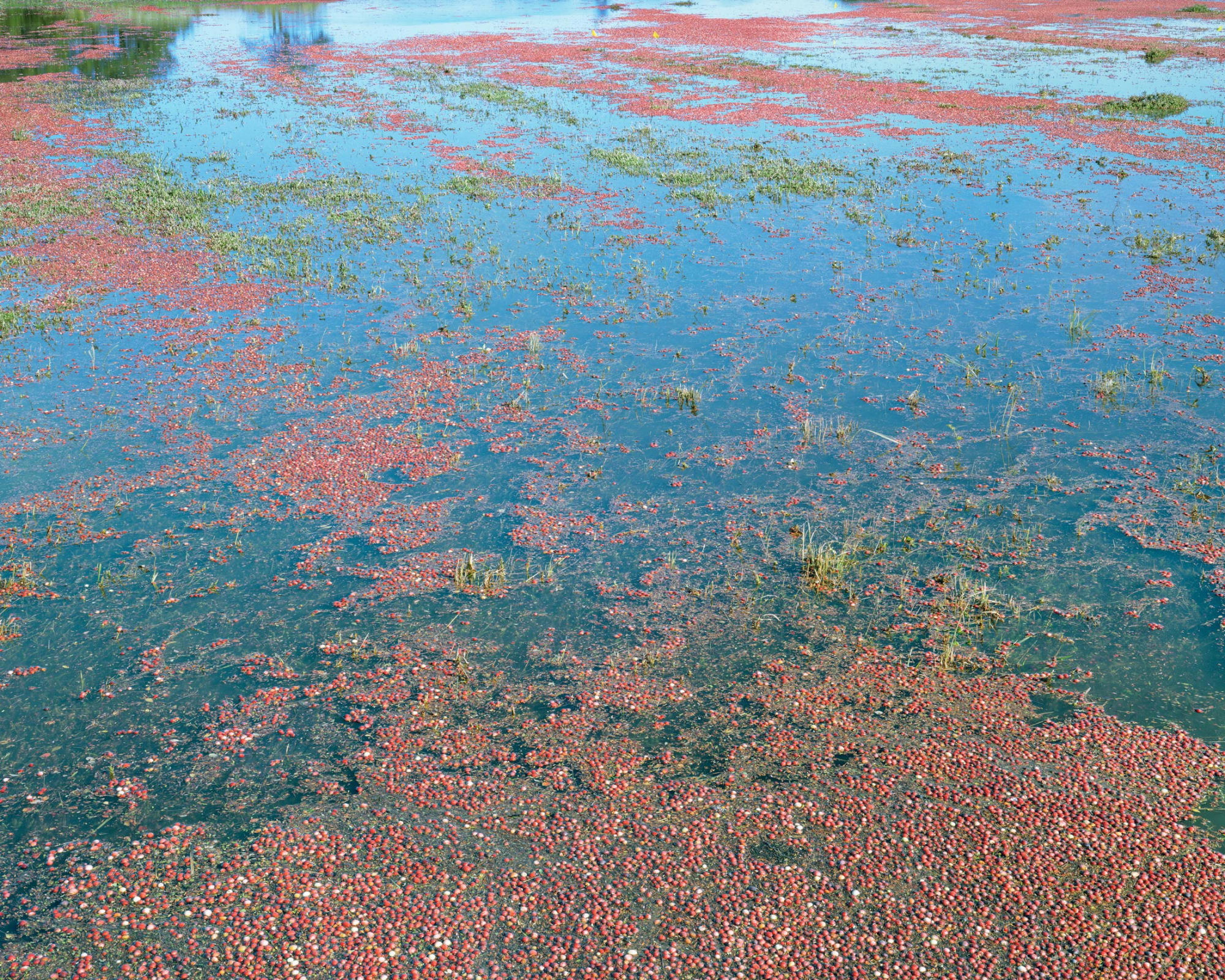 CRANBERRIES 16 X 20: 2 OF 15 AT 1900 30 X 37.5: 3 OF 9 AT 5000 40 X 50: 1 OF 9 AT 6250 50 X 62.5: 2 OF 6 AT 8500 63 X 78.75: 1 OF 3 AT 14300
