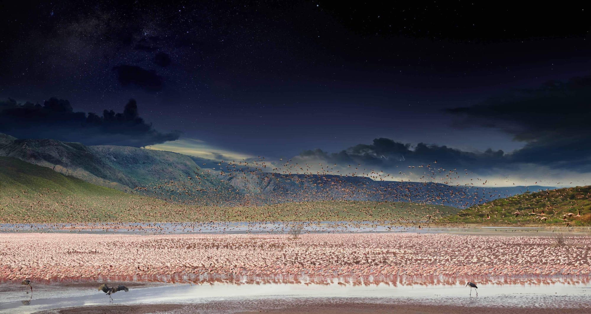 Stephen WIlkes color photography flamingos Day to night
