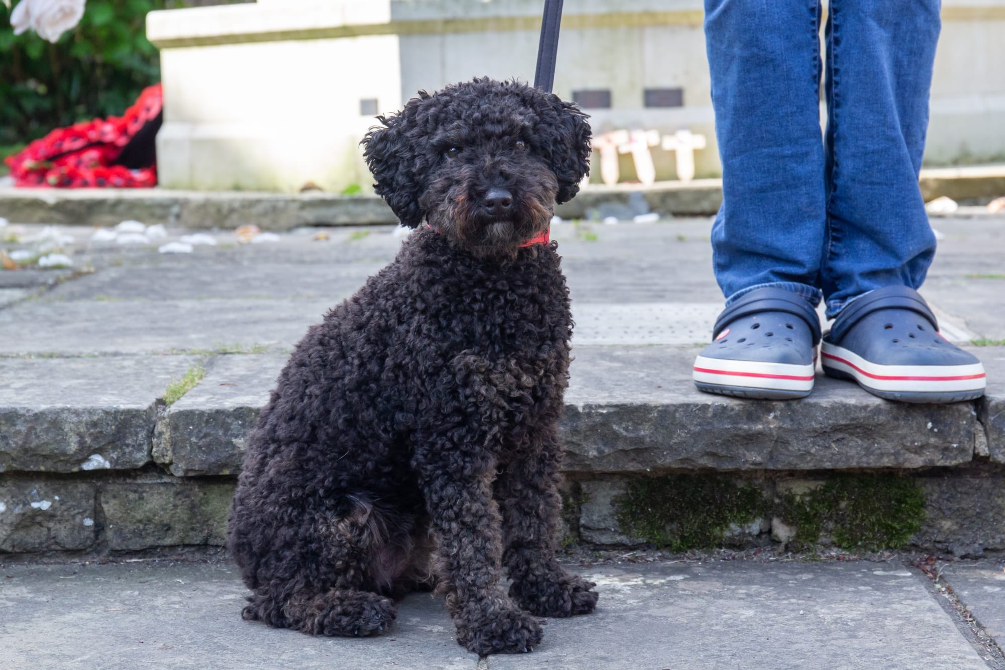 Winnie Jane Carlin War Memorial, Park Street 30 x 45 cm