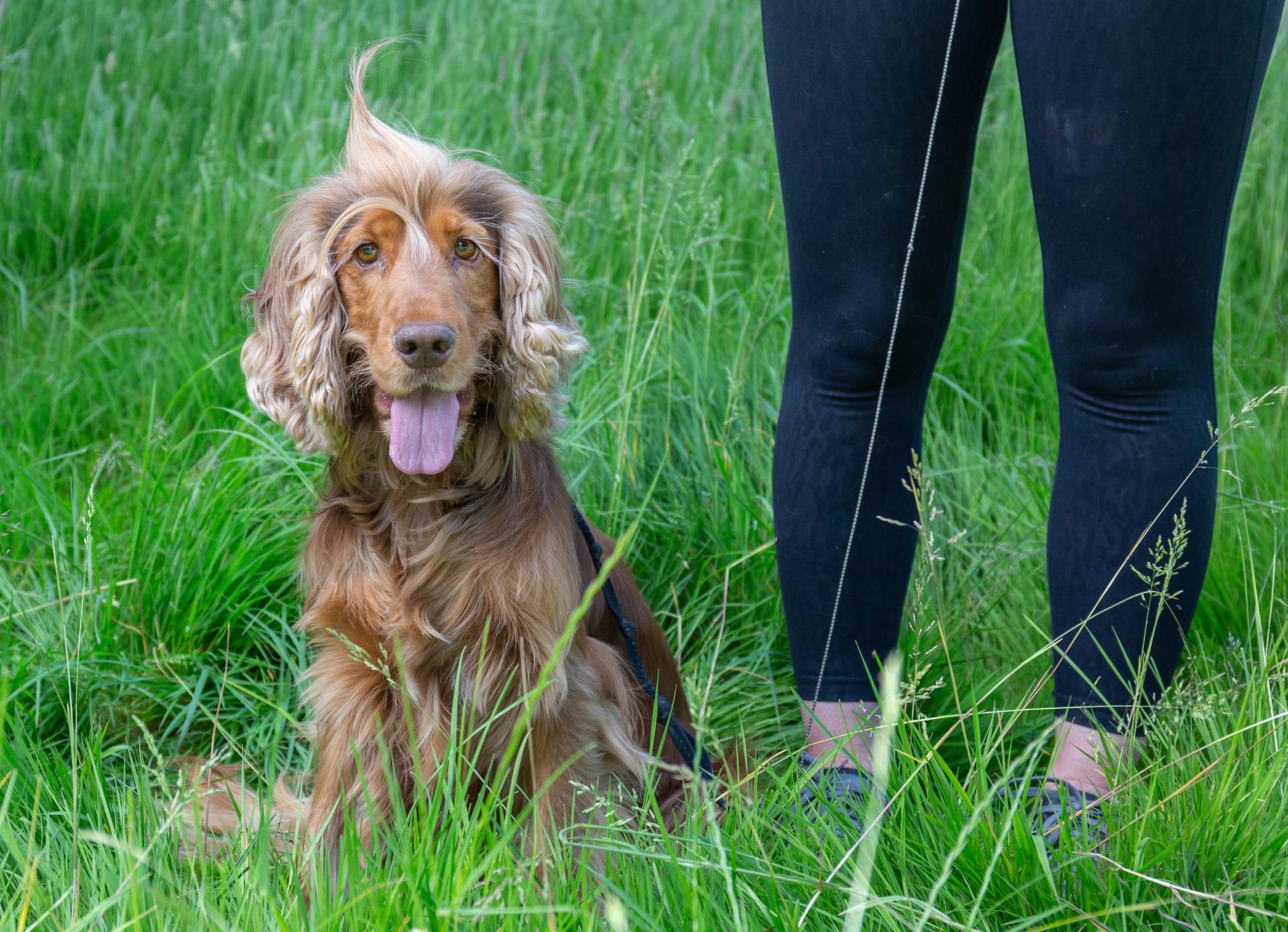 Bear Portia McCahill Blenheim Palace 21 x 29 cm
