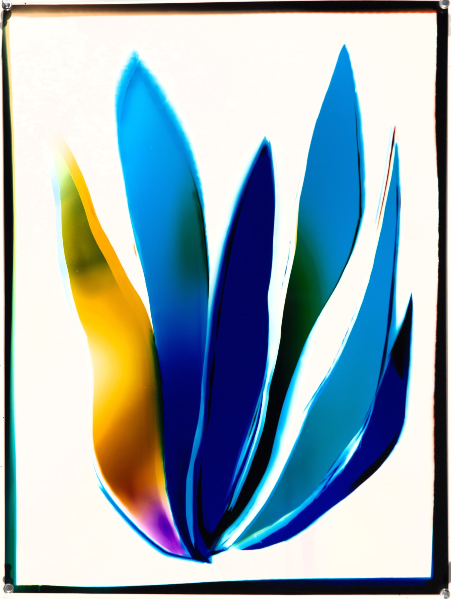 Liz Nielsen Electric Lotus, 2019 Analog chromogenic photogram on Fujiflex 21 x 17 in 53.34 x 43.18 cm