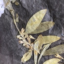 Daniela Fulgosi: The Measure of Survival