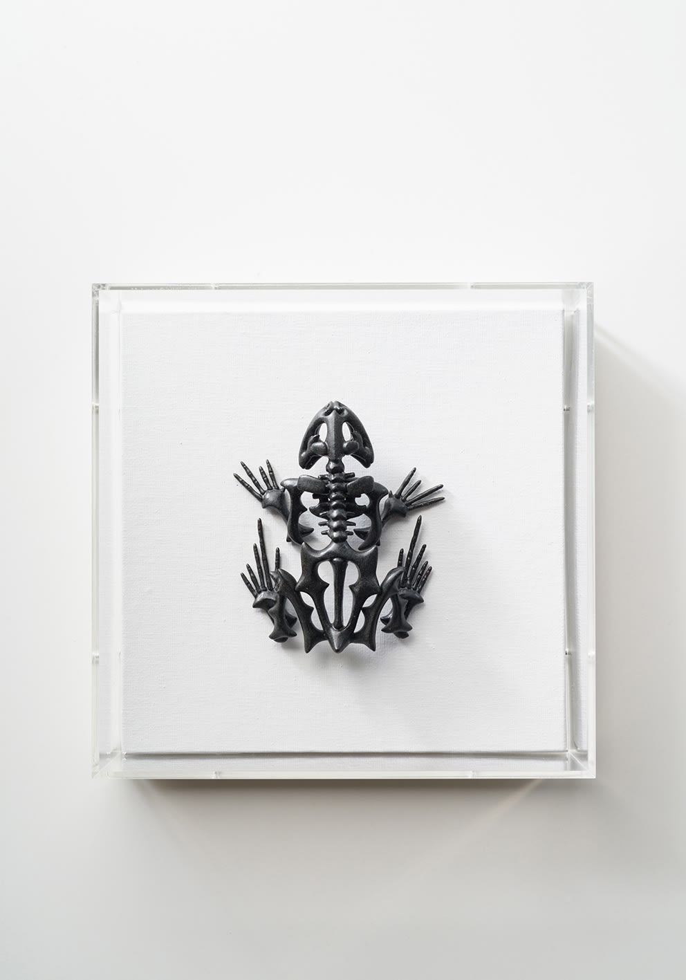 Kunihisa, Mimicry (frog), 2020