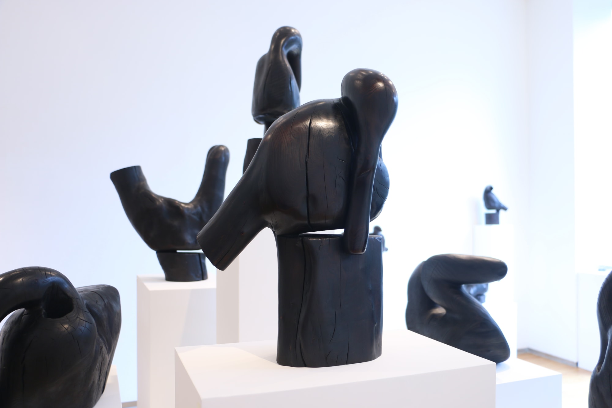 Birds - Harmony of the Forest