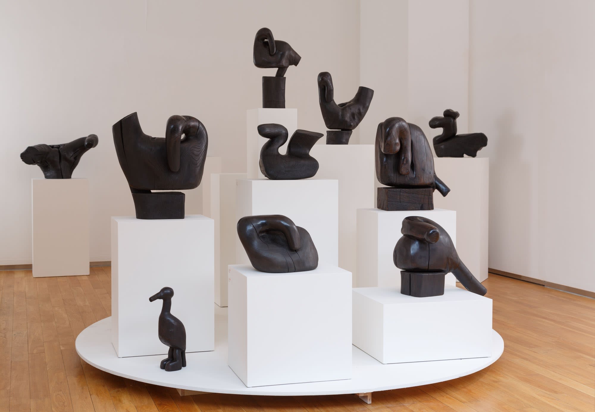 Birds - Harmony of the Forest