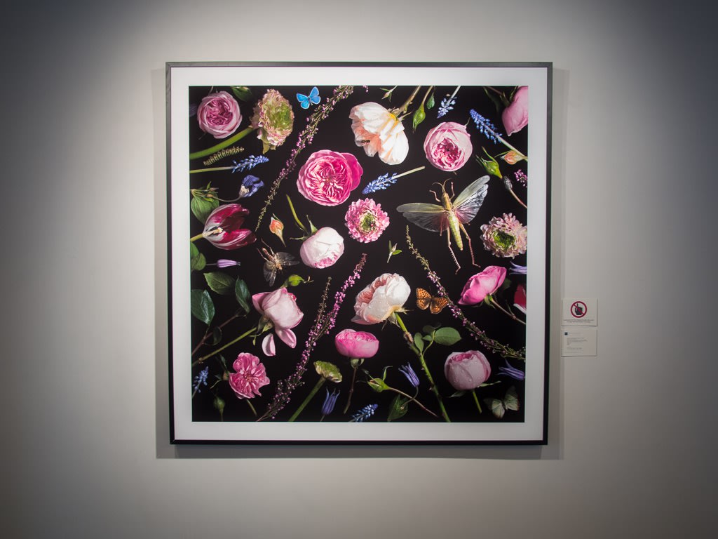 Paulette Tavormina - Black & Bloom: Botanicals