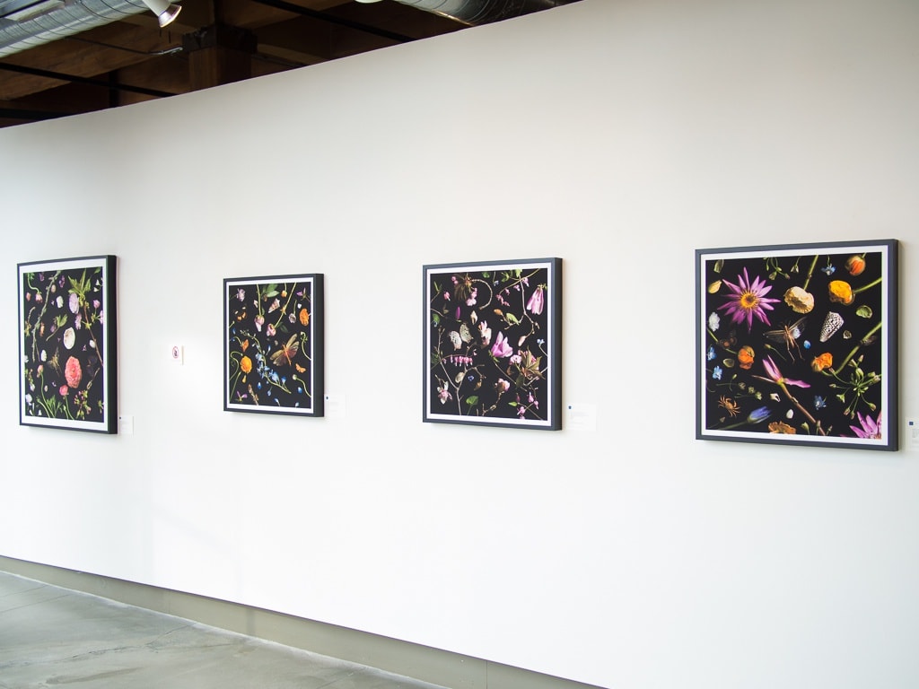 Paulette Tavormina - Black & Bloom: Botanicals