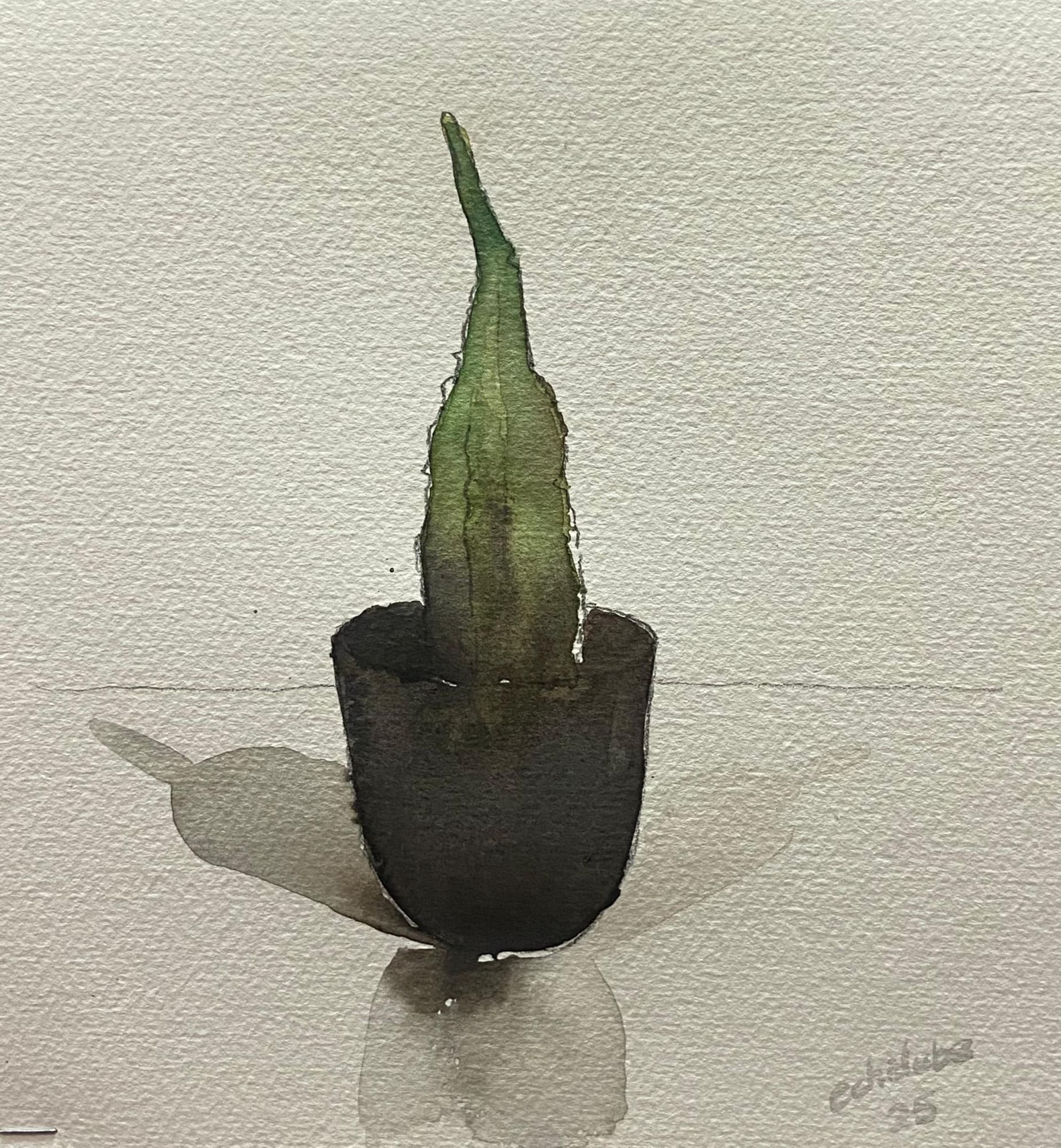 Dying Cactus 2025 Watercolour on paper 7.5 x 7.75in