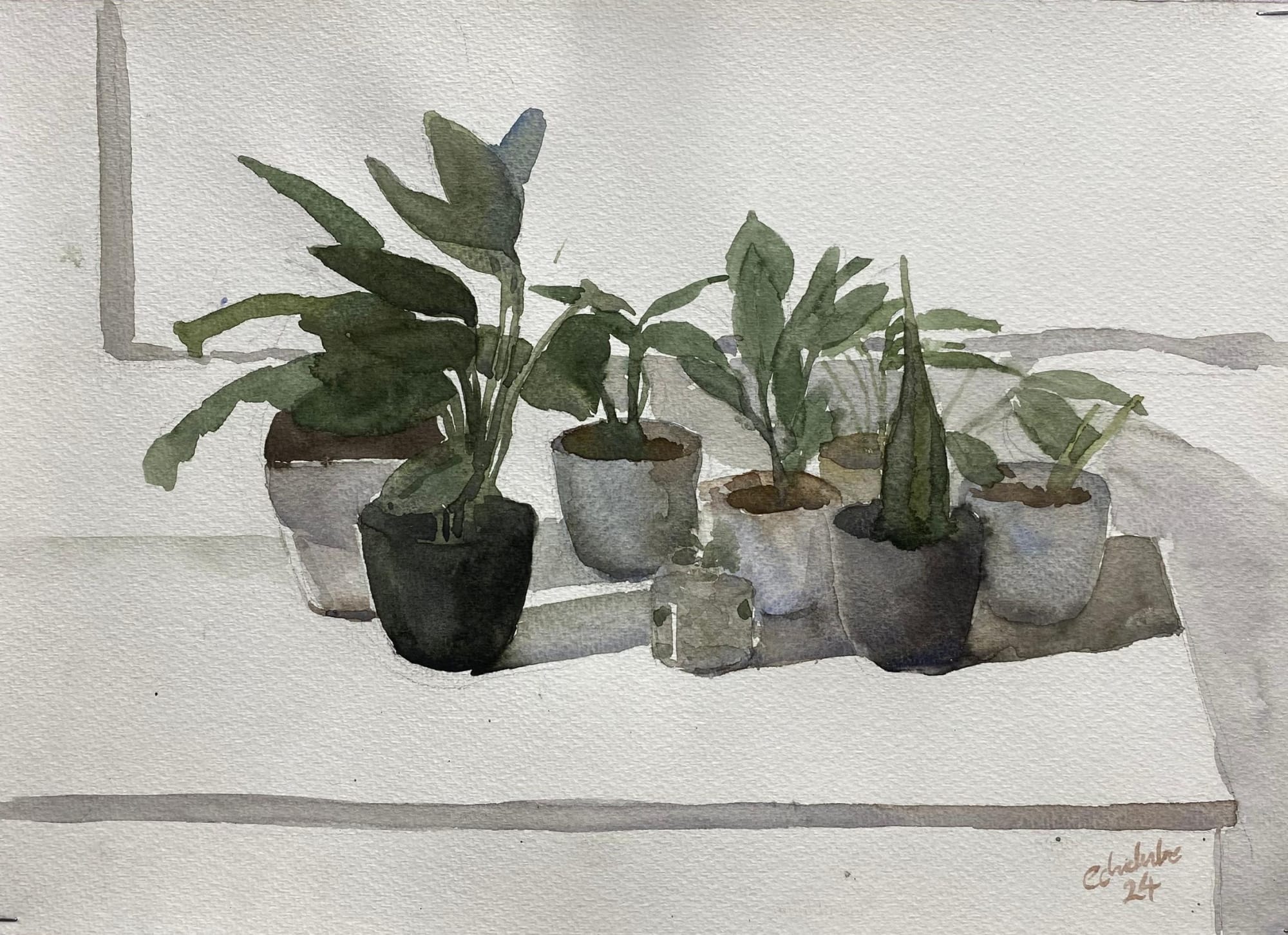 Potted plants 2024 Watercolour on paper 10 x 15in