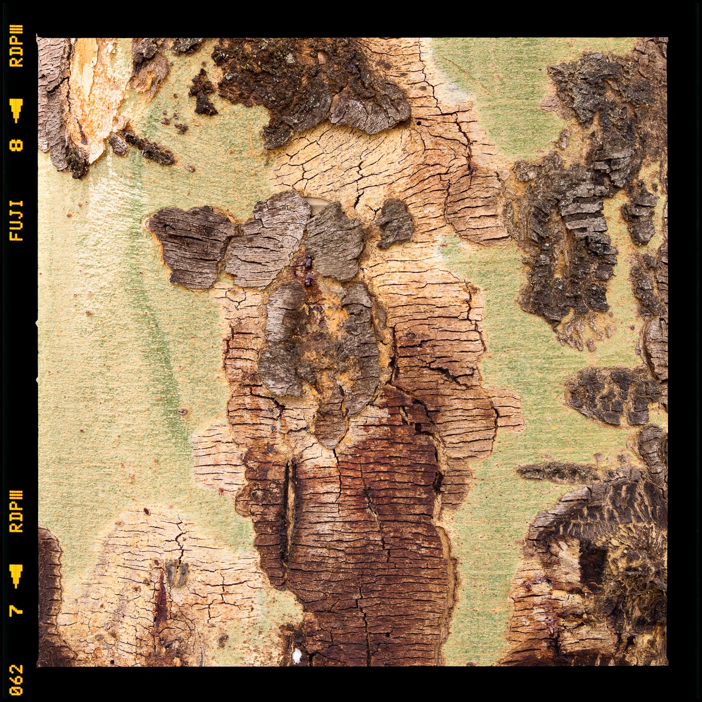 Alessandro Vicario, Jomo Kenyatta University of Agriculture and Technology, Juja, Kenya, ore 12.04, 2017