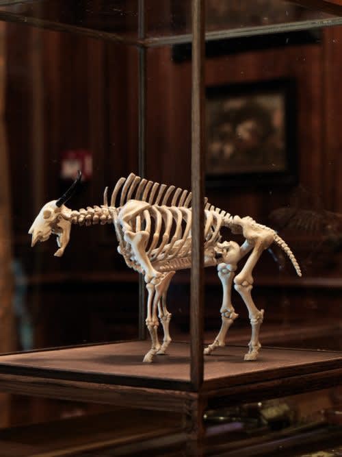 Le minotaure, 2013 Os et bois de cerf