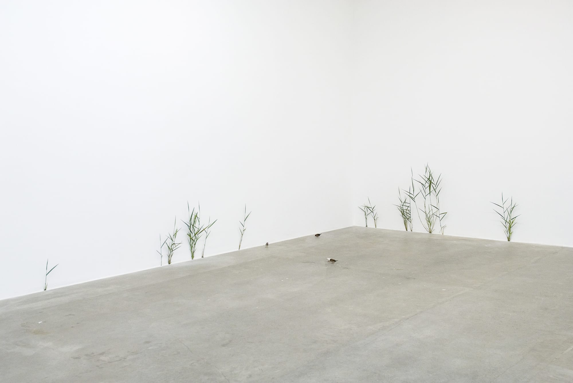 Installation view from Tony Matelli. The Idiot at Gary Tatintsian Gallery, 23 September–28 December 2009