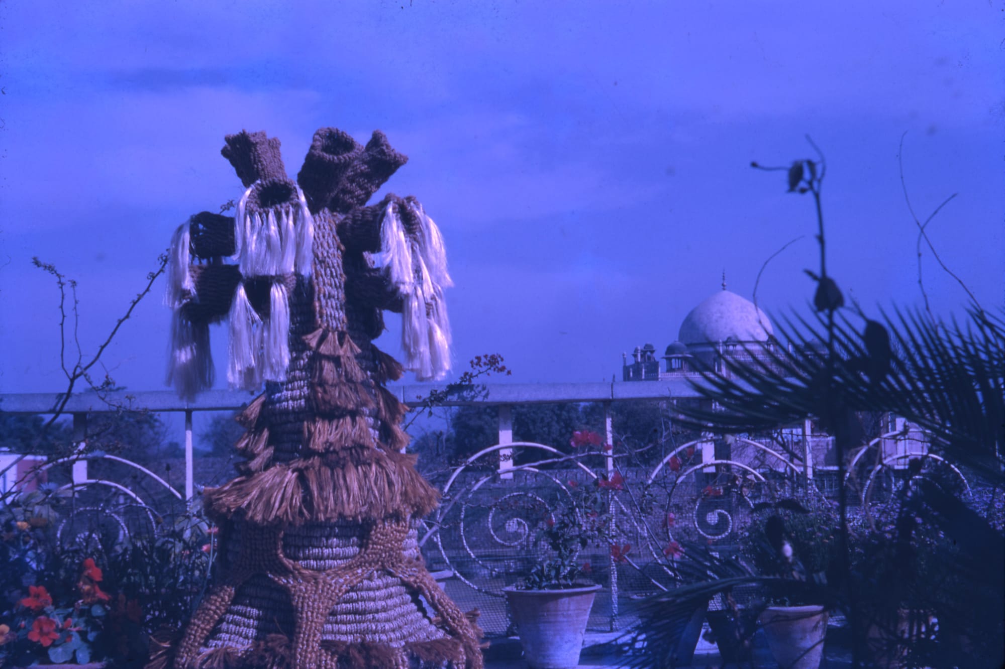 An unnamed work from early 1970s with sprout-like forms, set against the backdrop on the barsati terrace, captured in a positive scan.