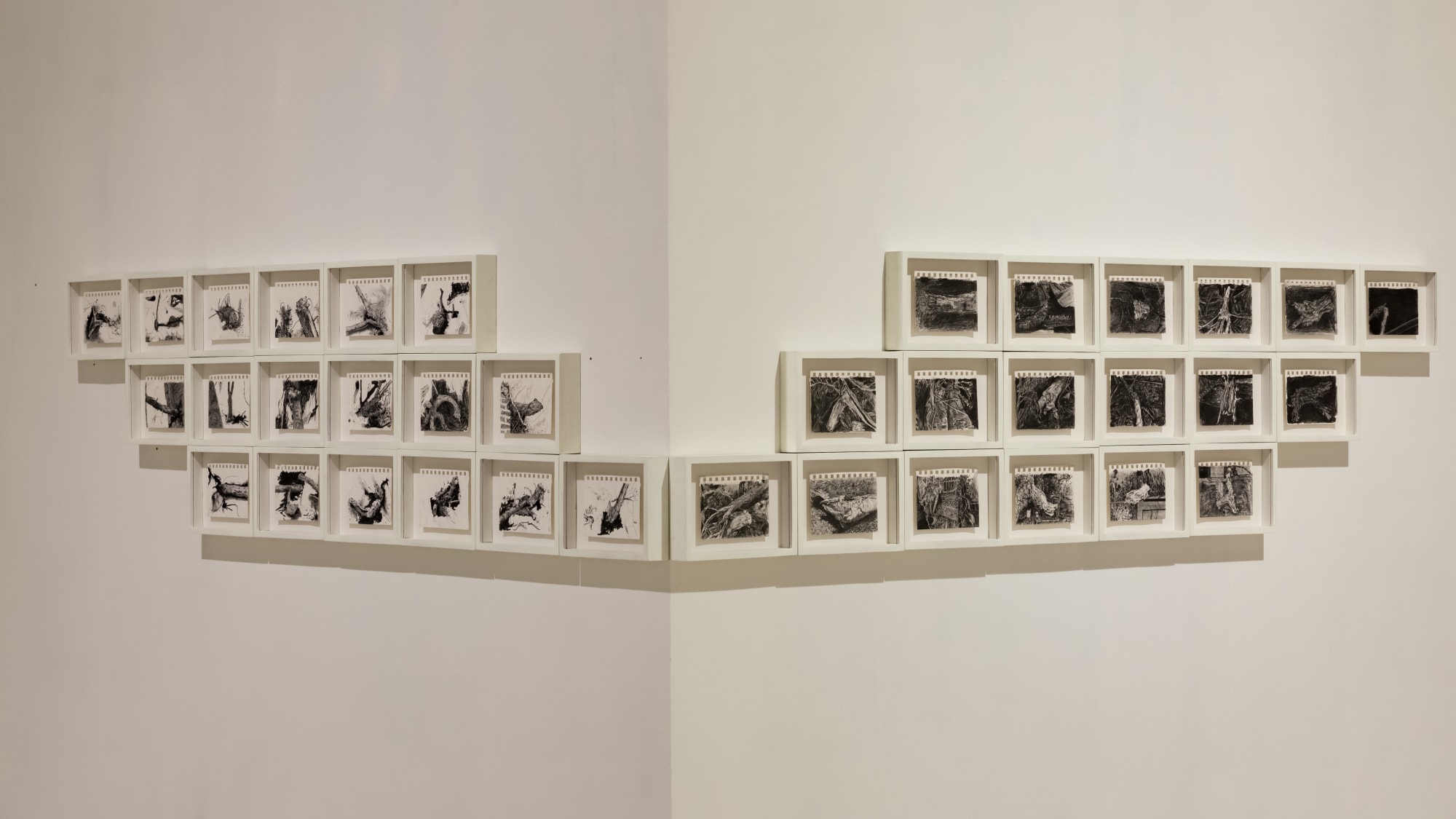 Field Notes (On the Afterlife of Trees)