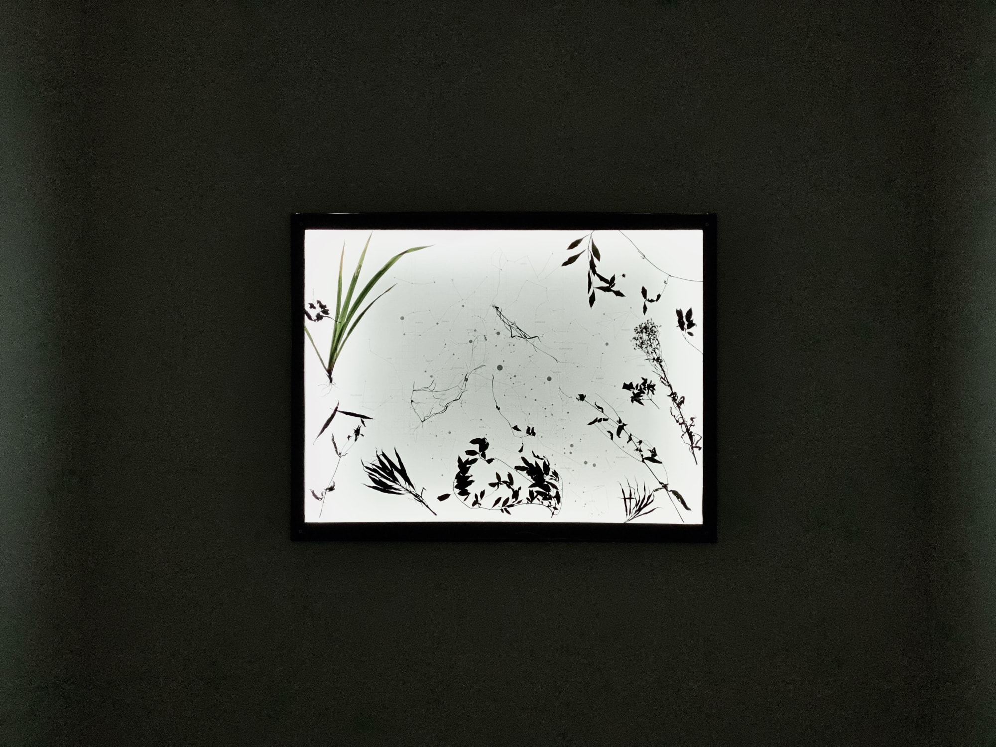 王煜松：兩個福爾摩沙