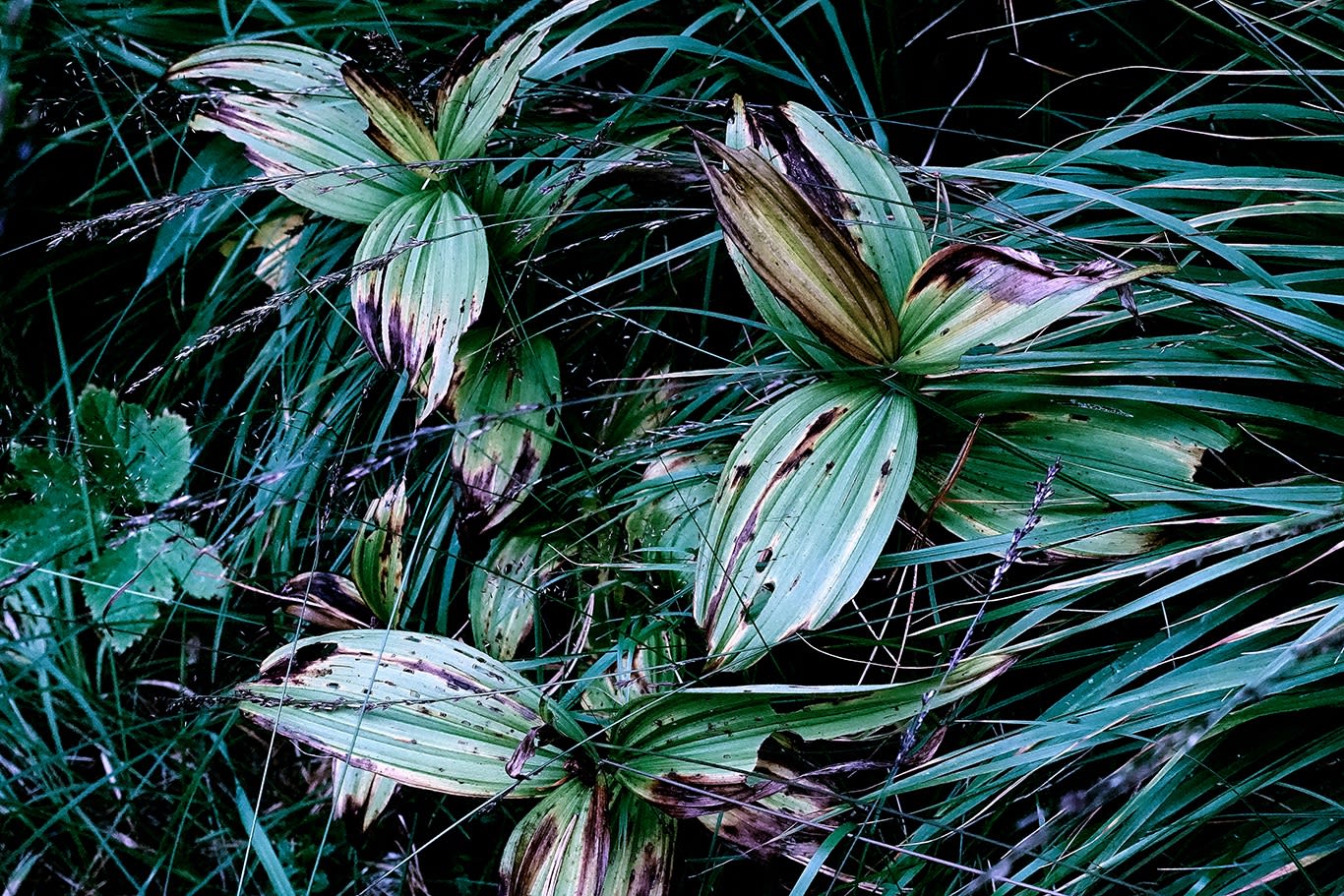 wild Leaves